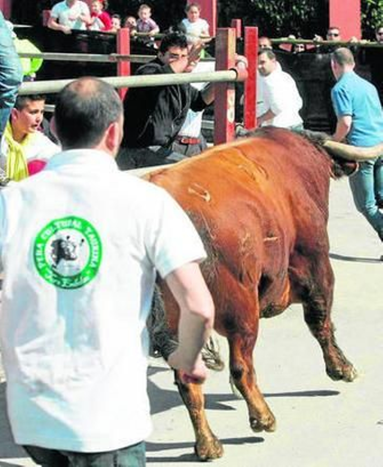El astado 'Defensivo', camino de la plaza, ya por la tarde.