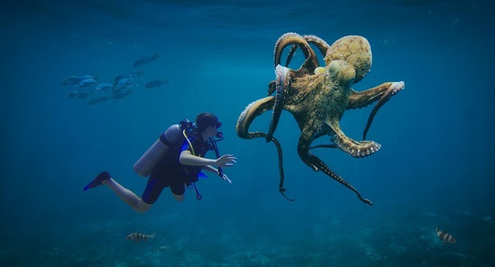 Un jóven bucea en las profundidades del mar pasando cerca de un pulpo gigante