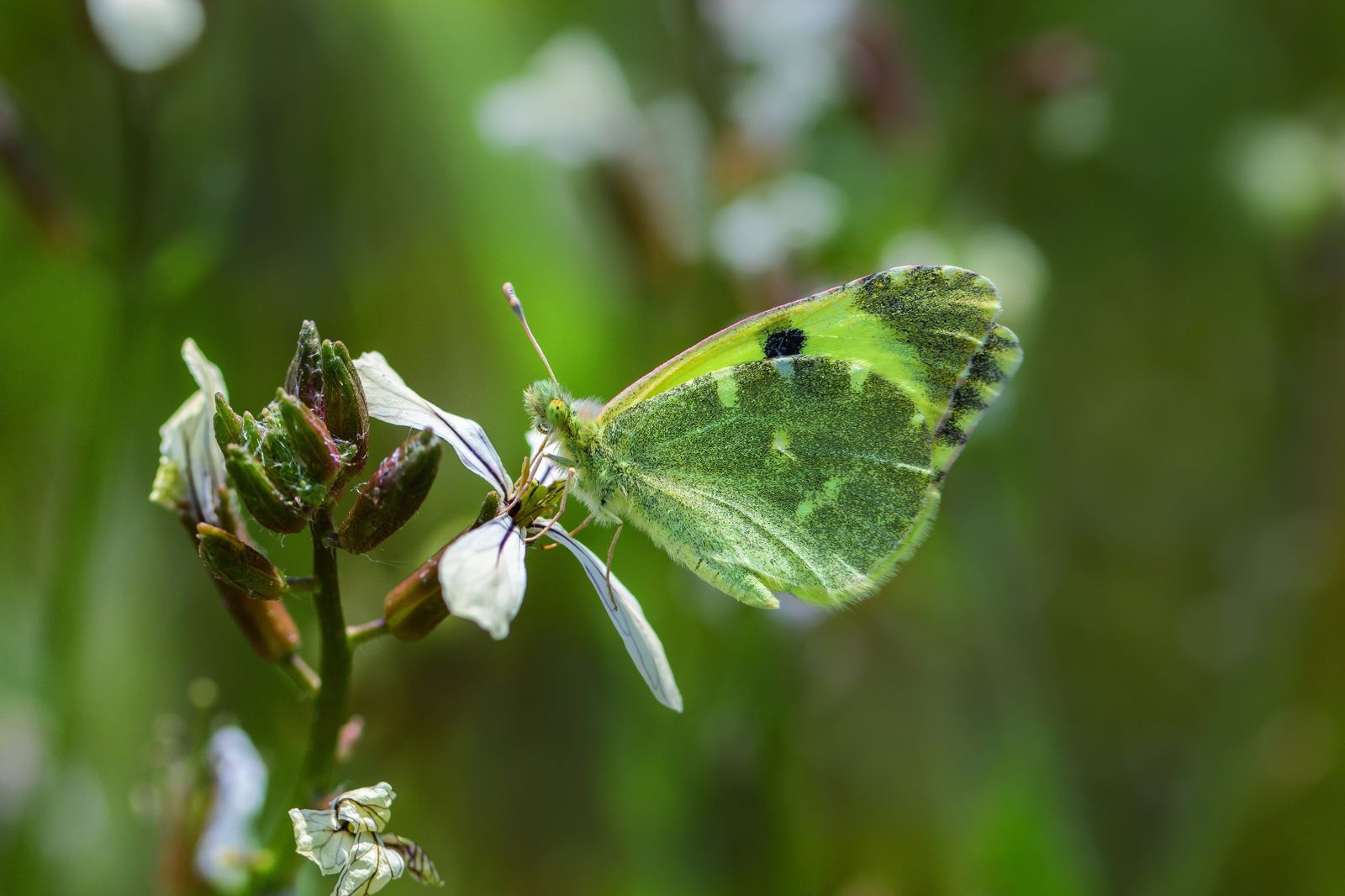 Imagen de la mariposa azufrada ibérica.