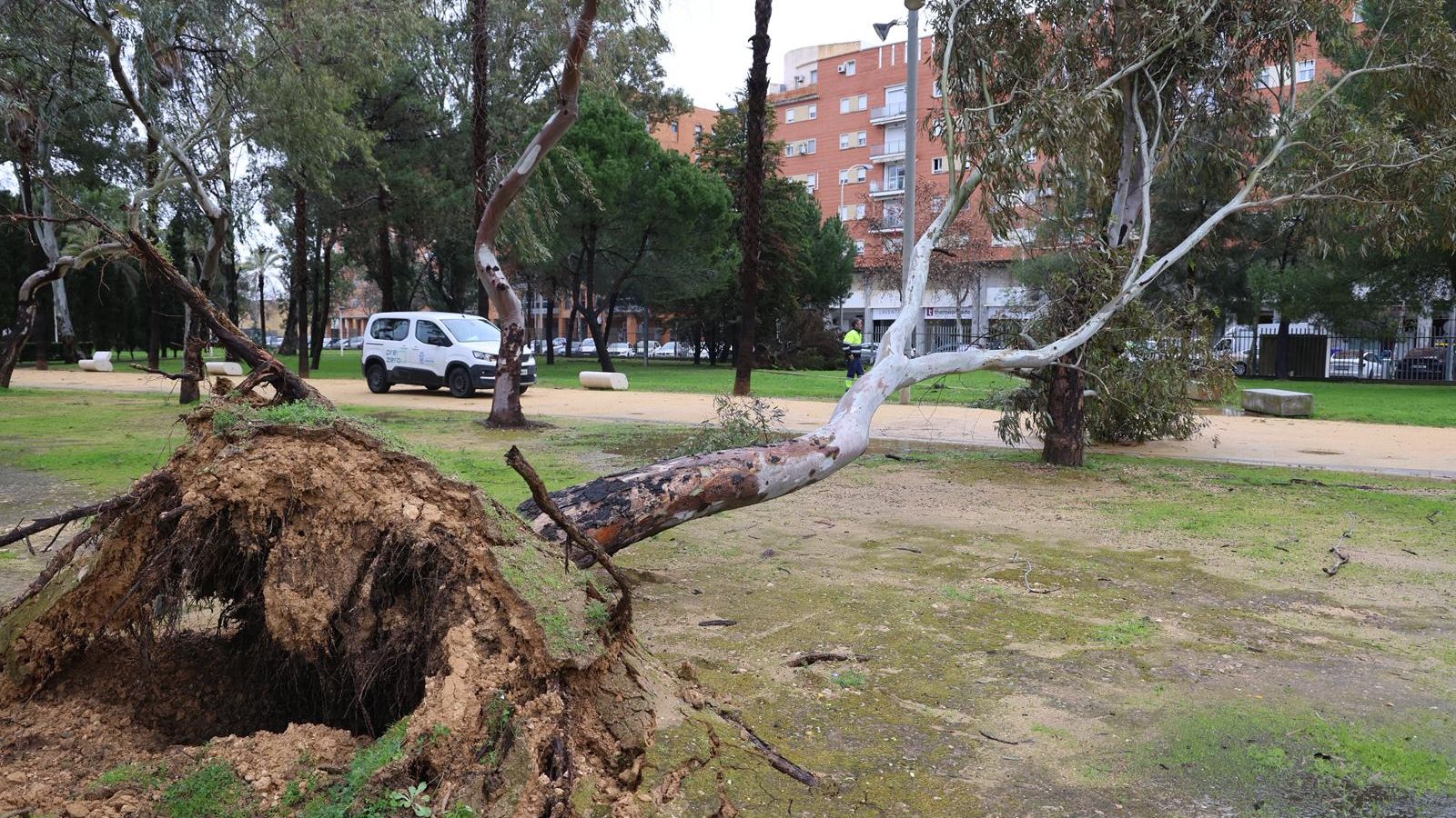 Daños en el Parque de Zafra.