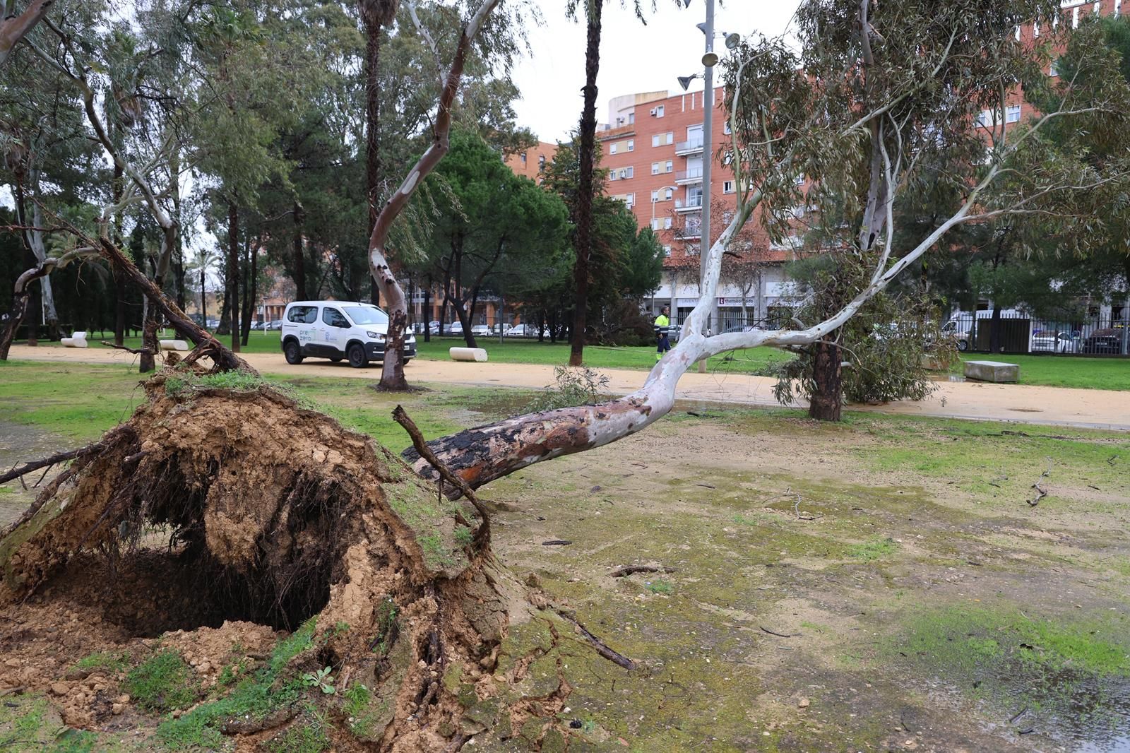Daños en el Parque de Zafra.