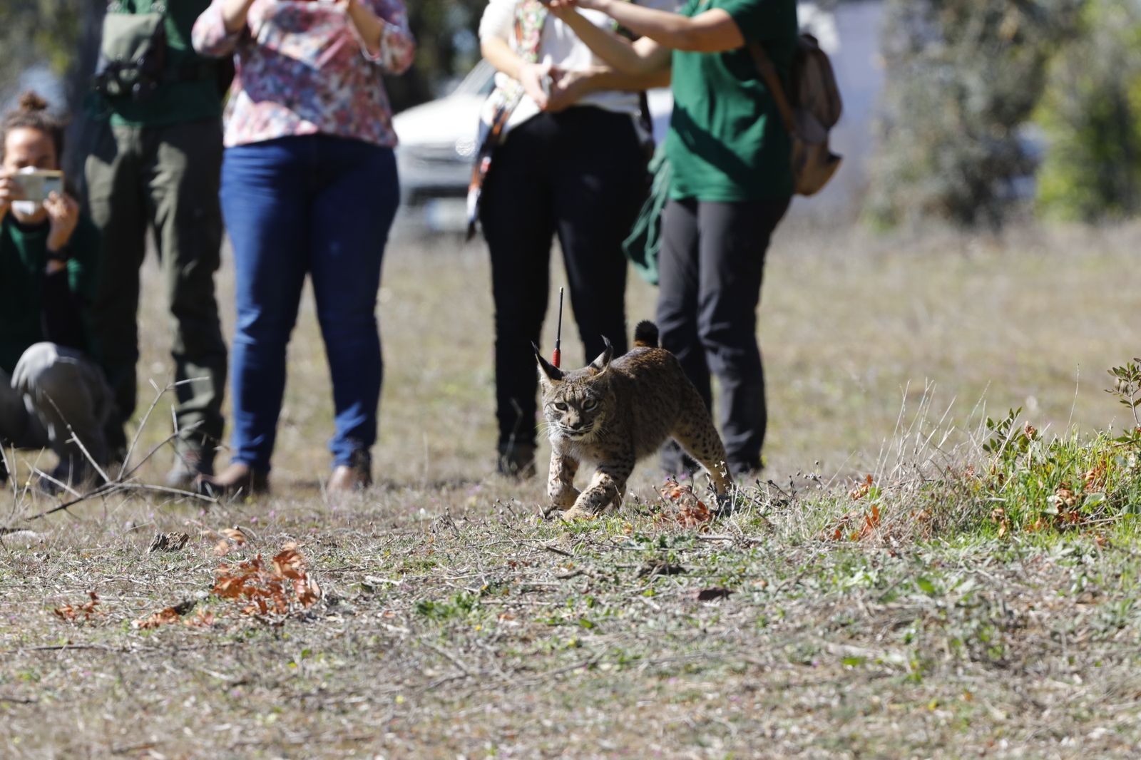La suelta de la lincesa Salema en el Guadalmellato de Córdoba, en fotografías.