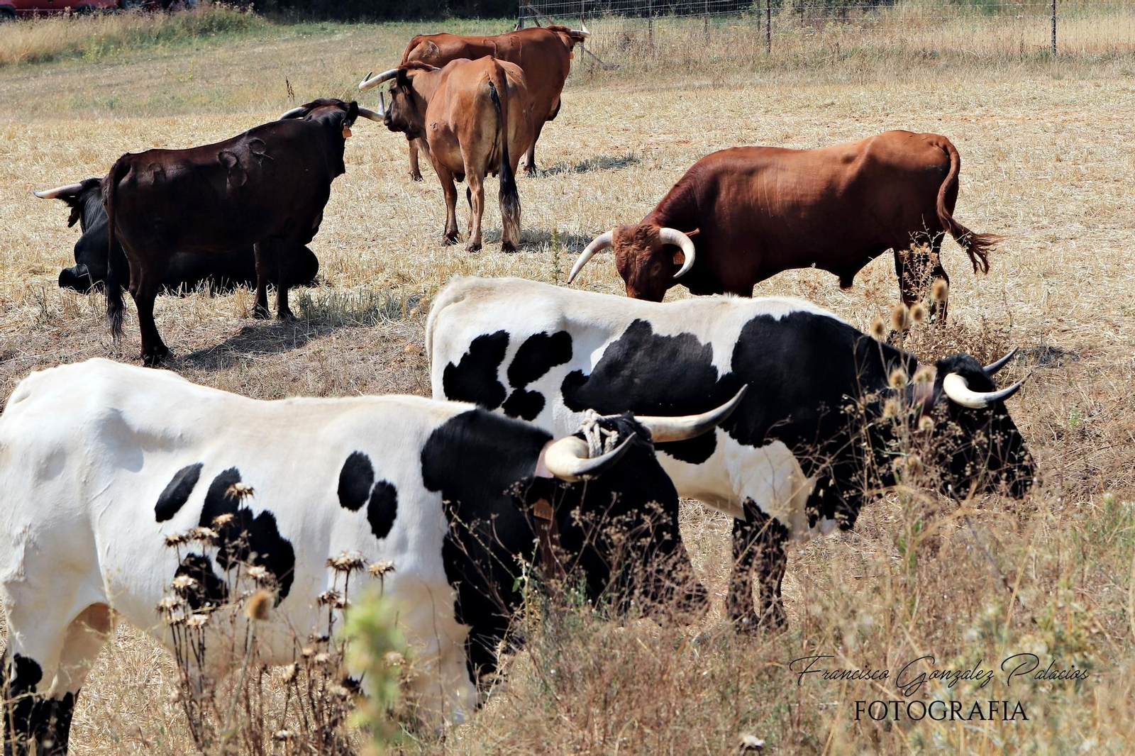 Saltos y fintas de vértigo en los encierros de Santiago de la Espada, en imágenes