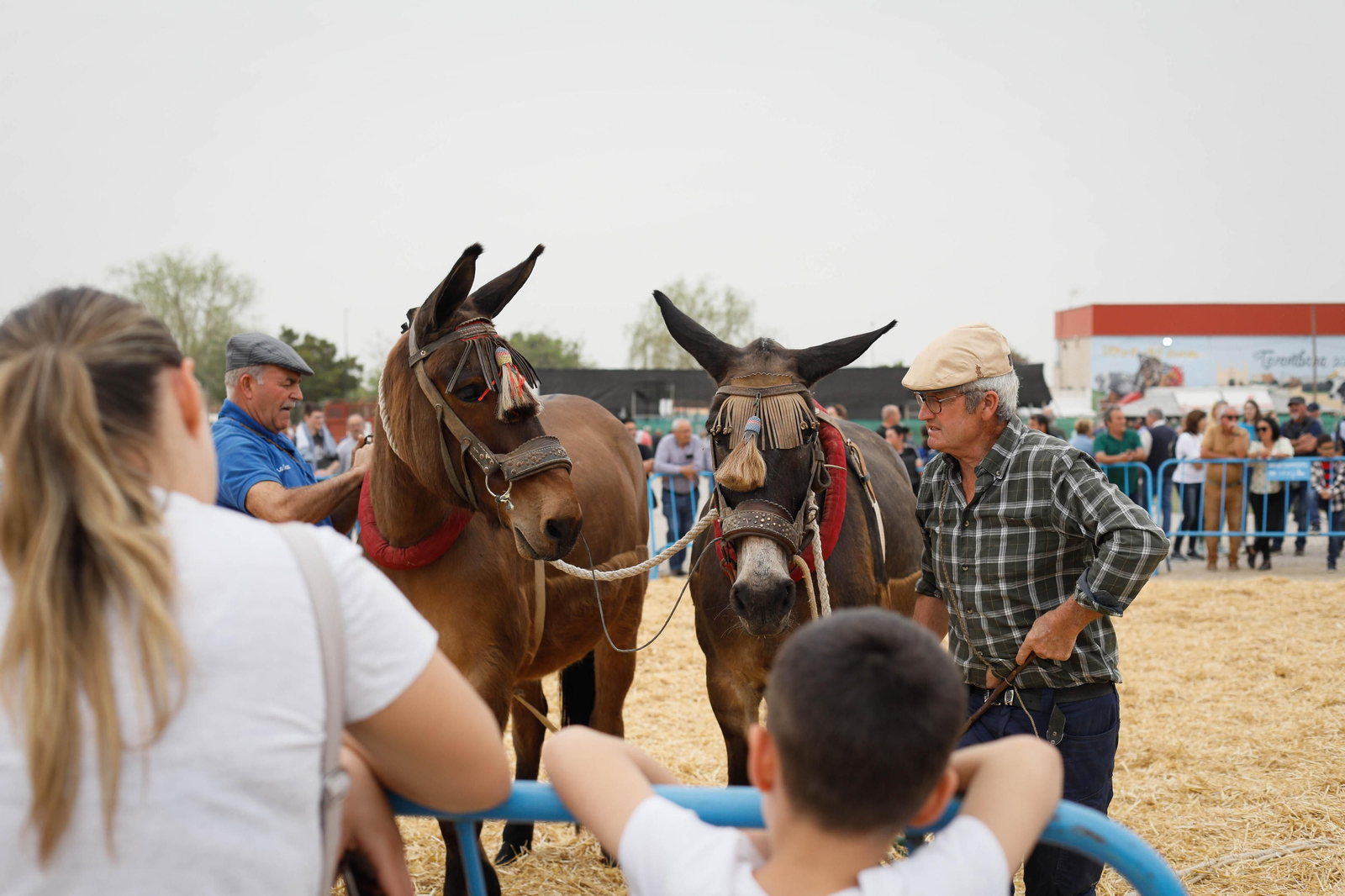 Galería de la Feria  de ganado en Tarambana