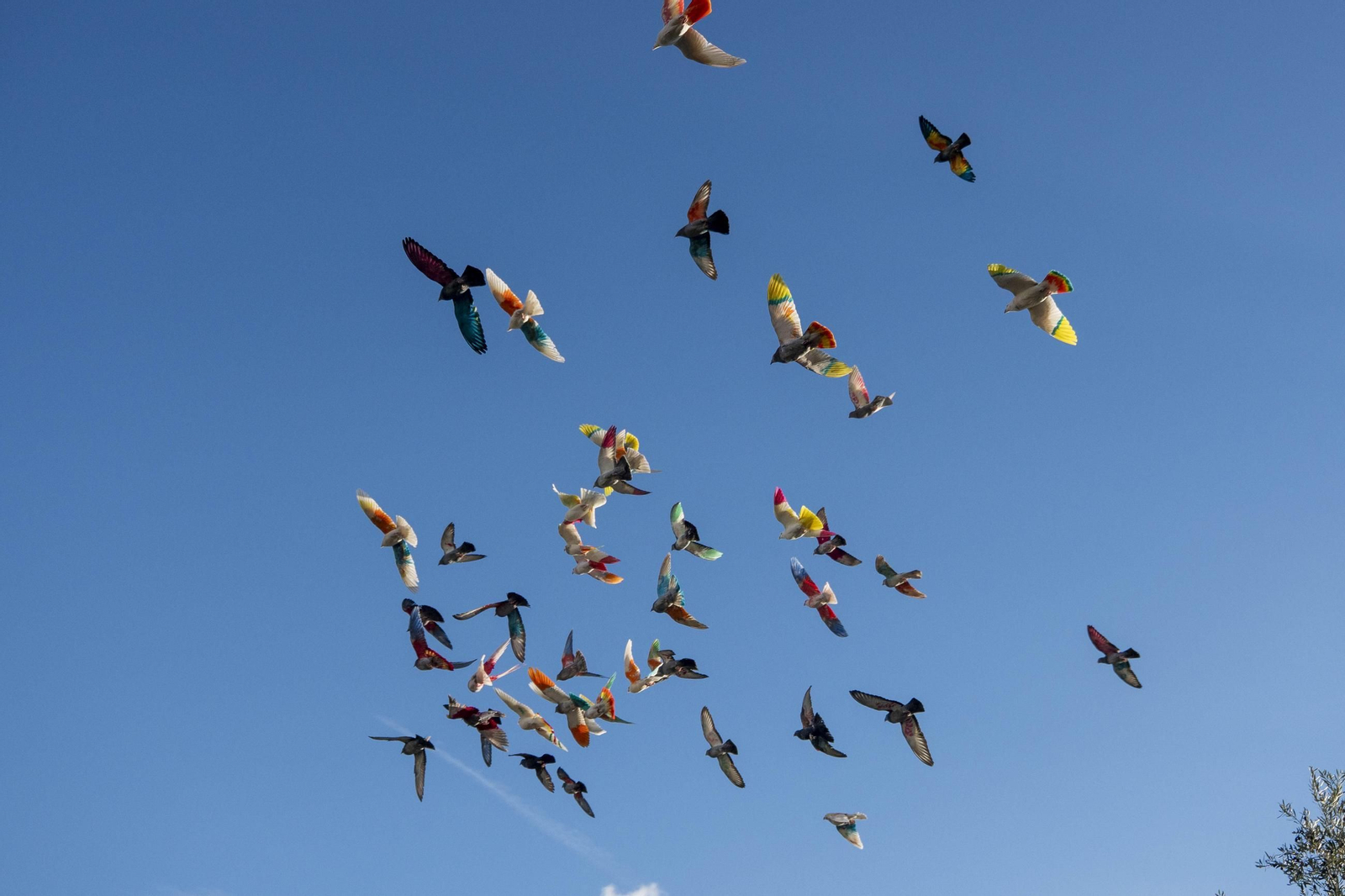 Las mejores imágenes de la suelta de palomos en la Feria de Albox