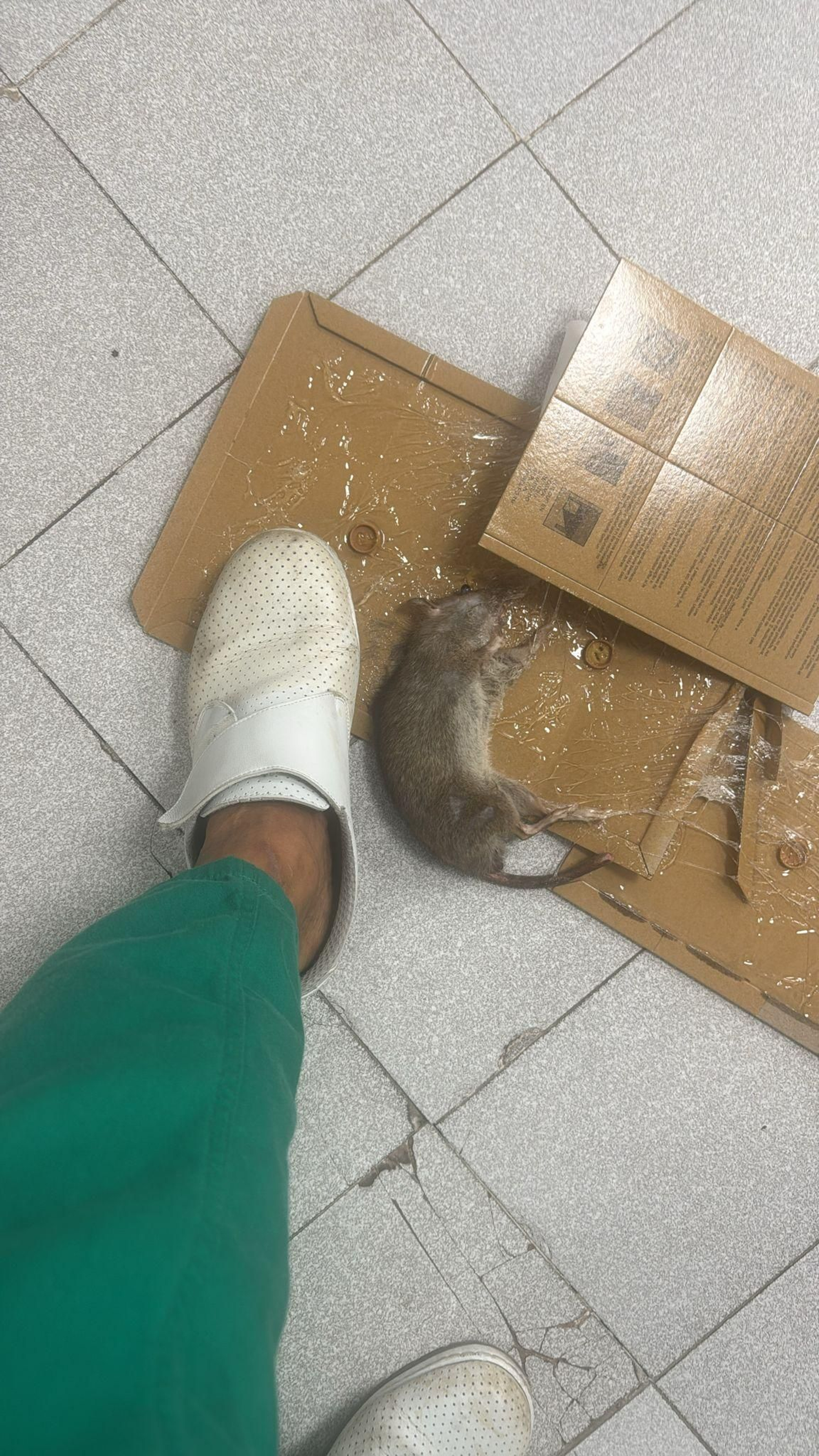 Imagen de la rata capturada.