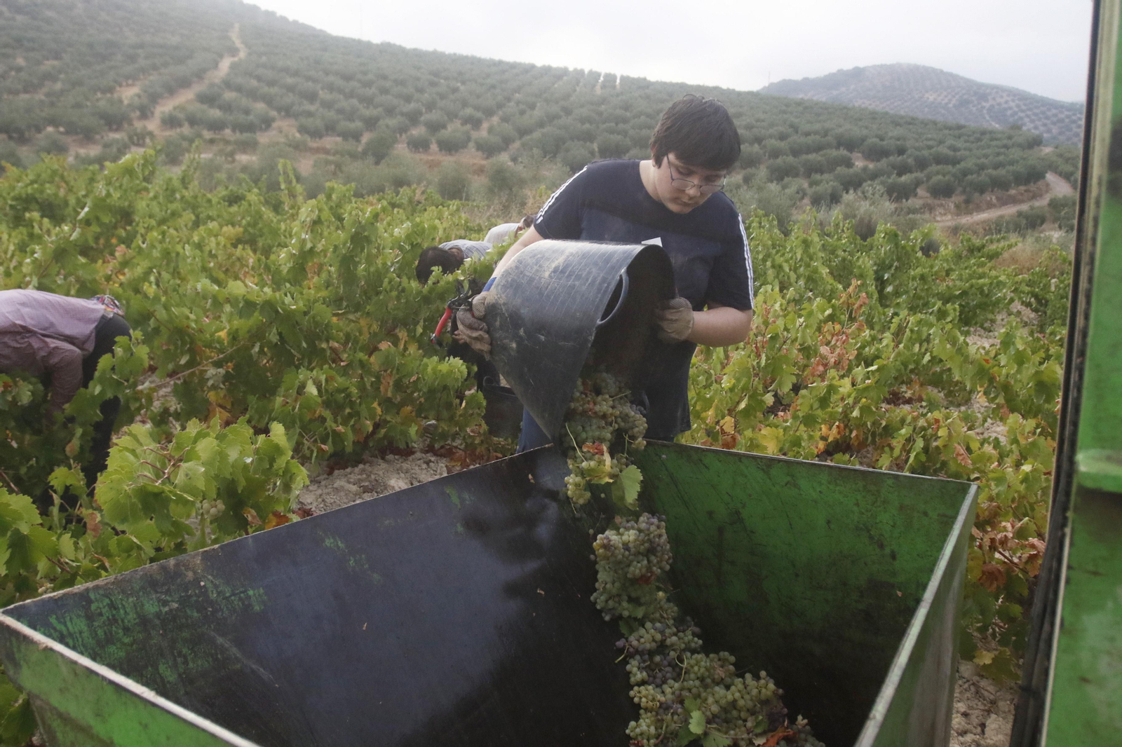 La vendimia en Montilla-Moriles, en fotografías