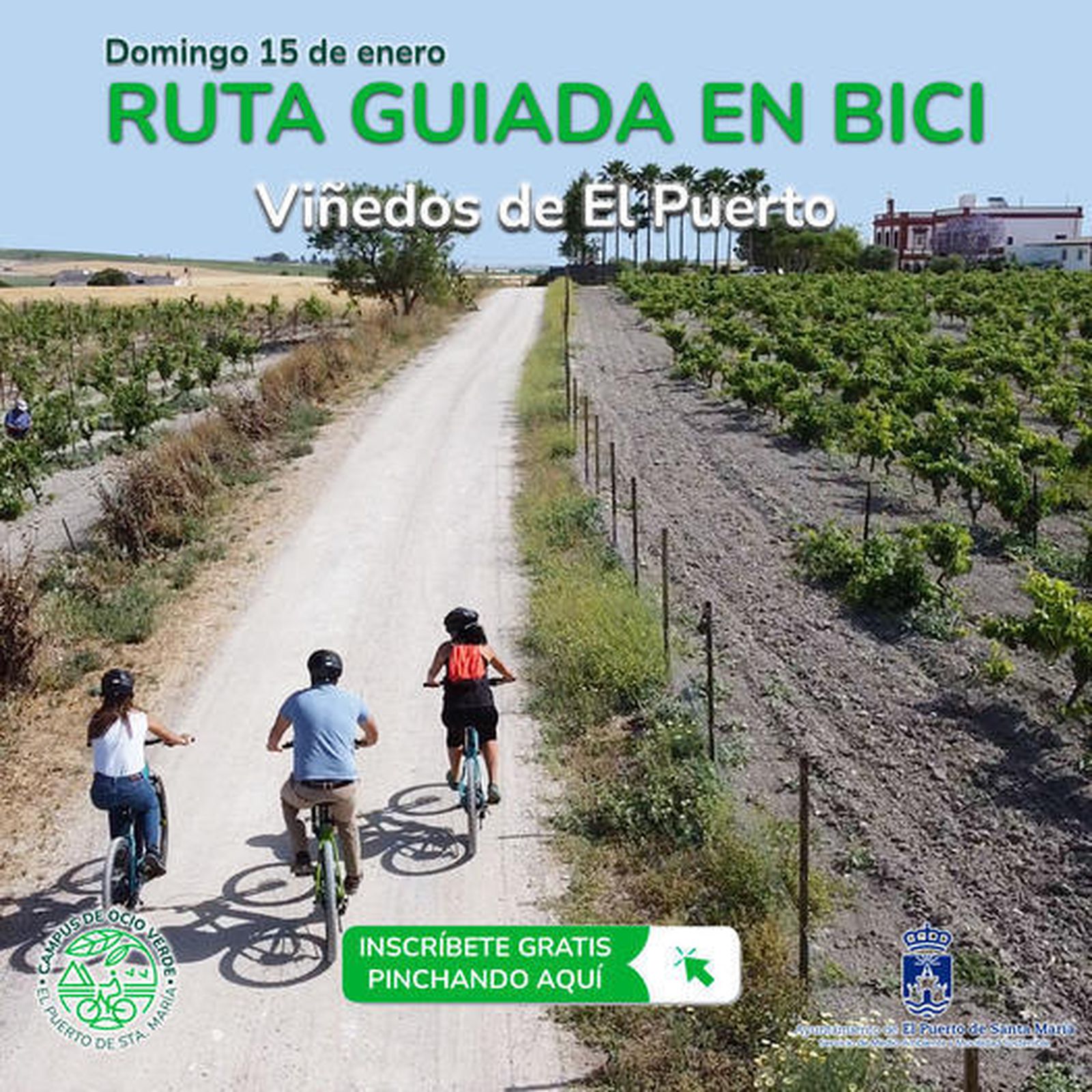 El cartel anunciador de la Ruta Guiada en bici por los viñedos de El Puerto, que organiza el Ayuntamiento.