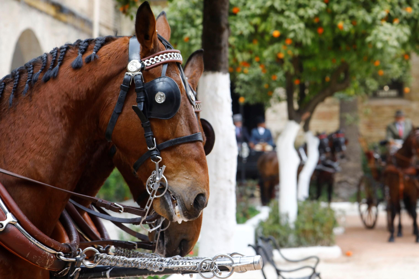 La exhibición de enganches en Caballerizas Reales de Córdoba, en imágenes