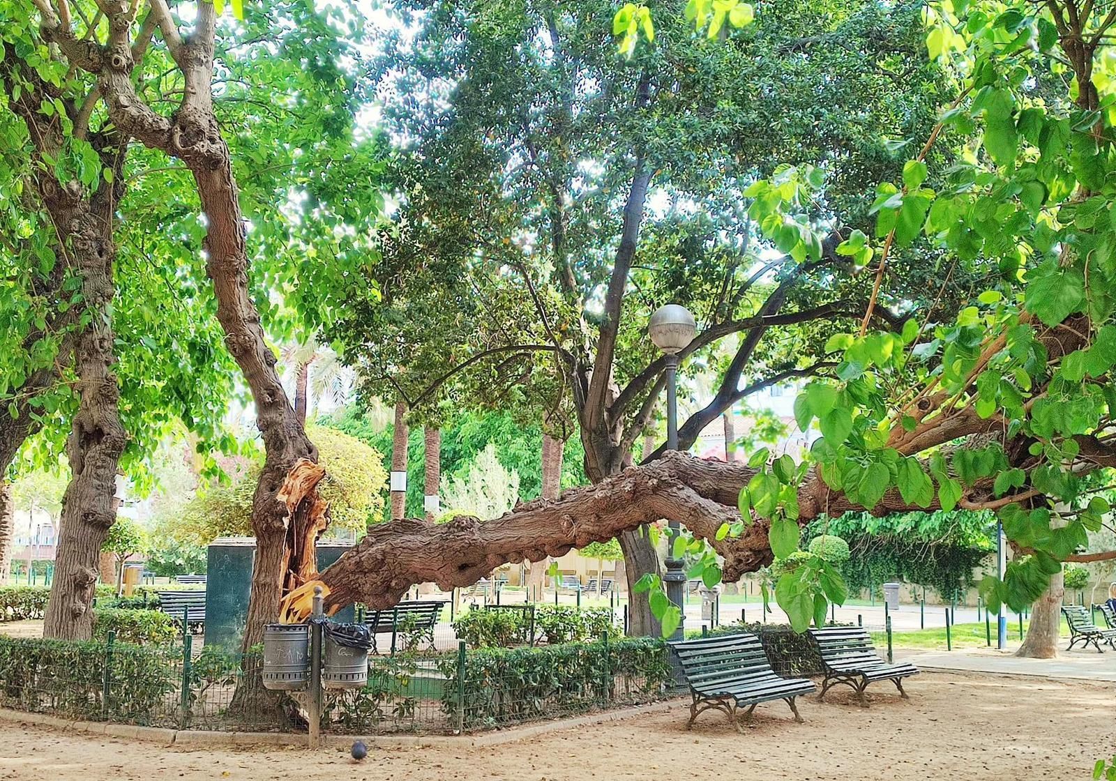 El estado en el que ha quedado la rama del árbol que se ha caído en el parque del Chalé de Varela.