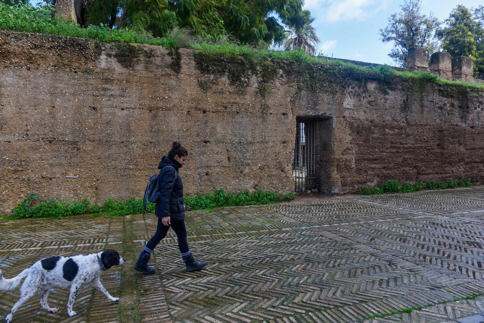La muralla islámica de los Jardines del Valle repleta de jaramagos.