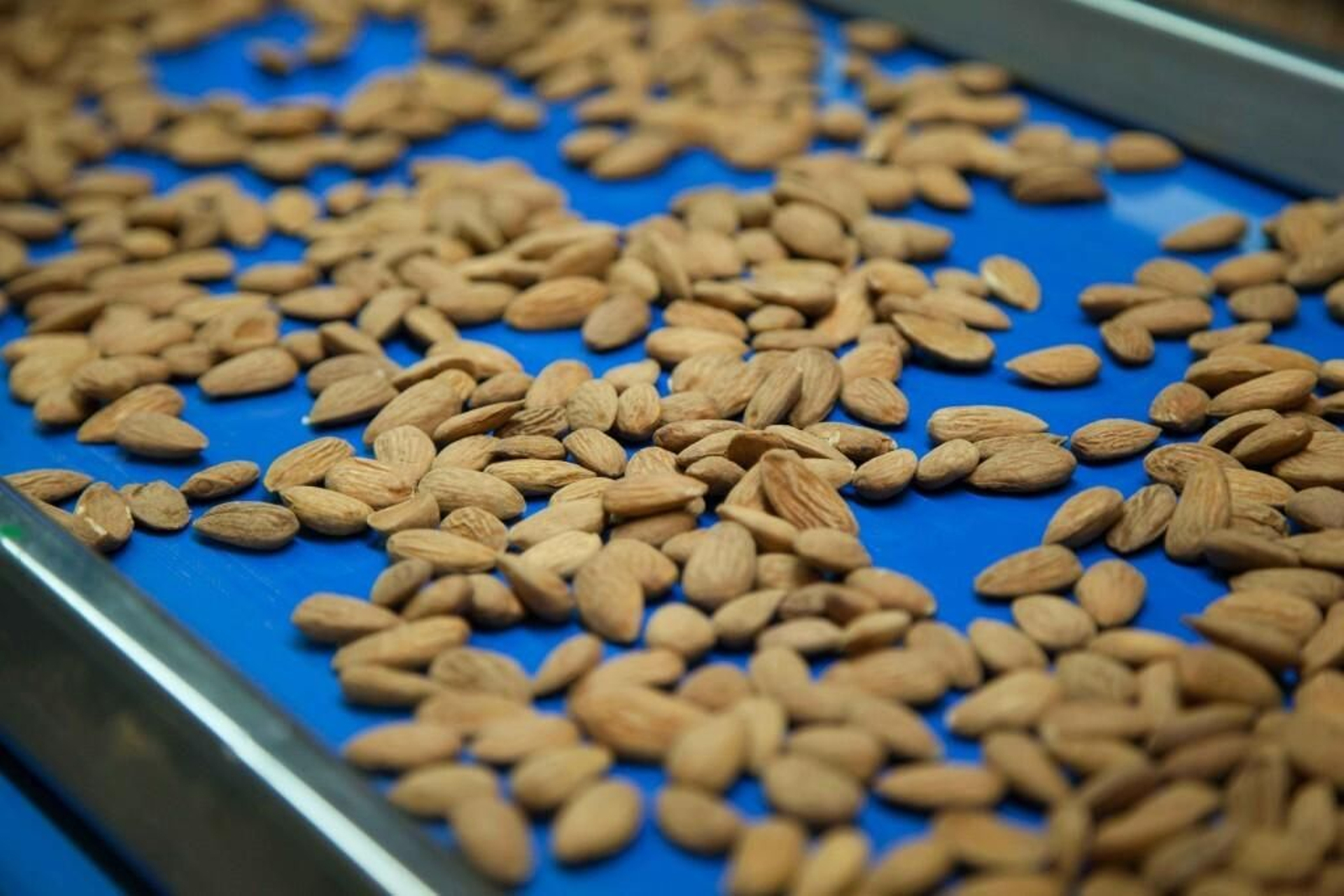 Almendras en una cinta transportadora