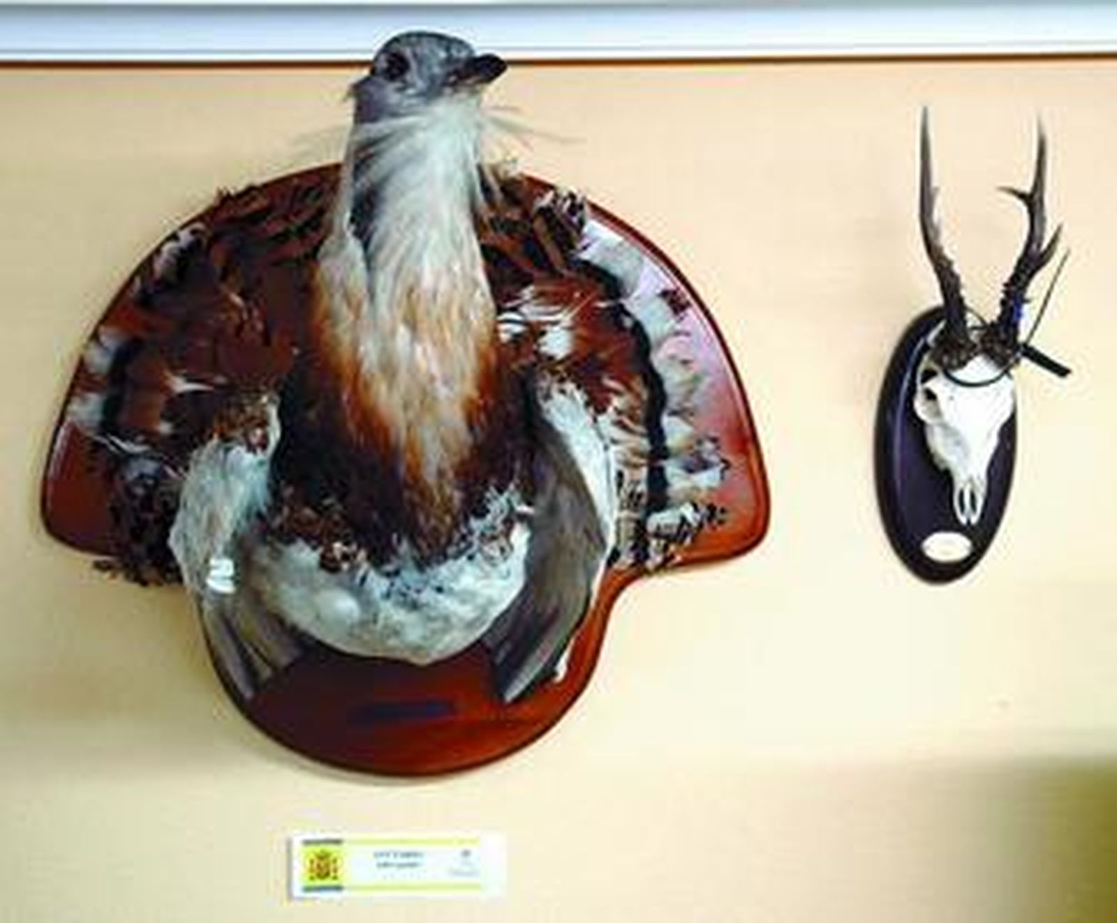 Ejemplar disecado de avutarda.