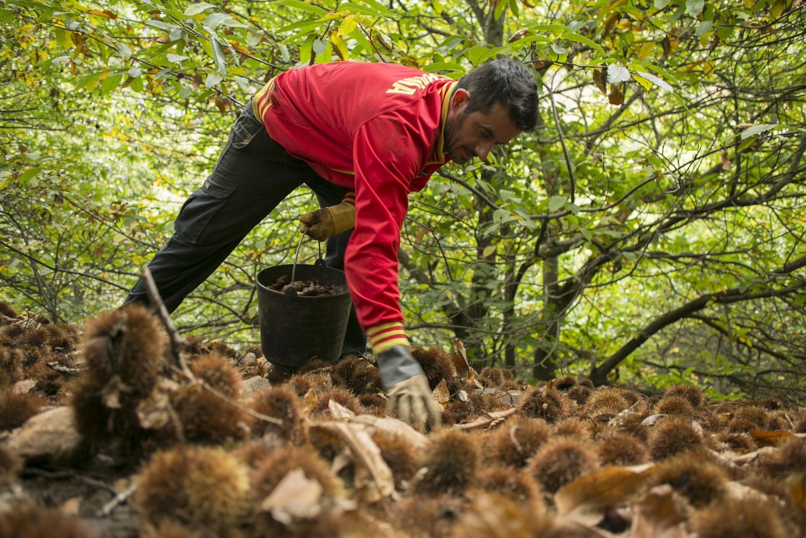 Temporada de castañas en el Valle del Genal