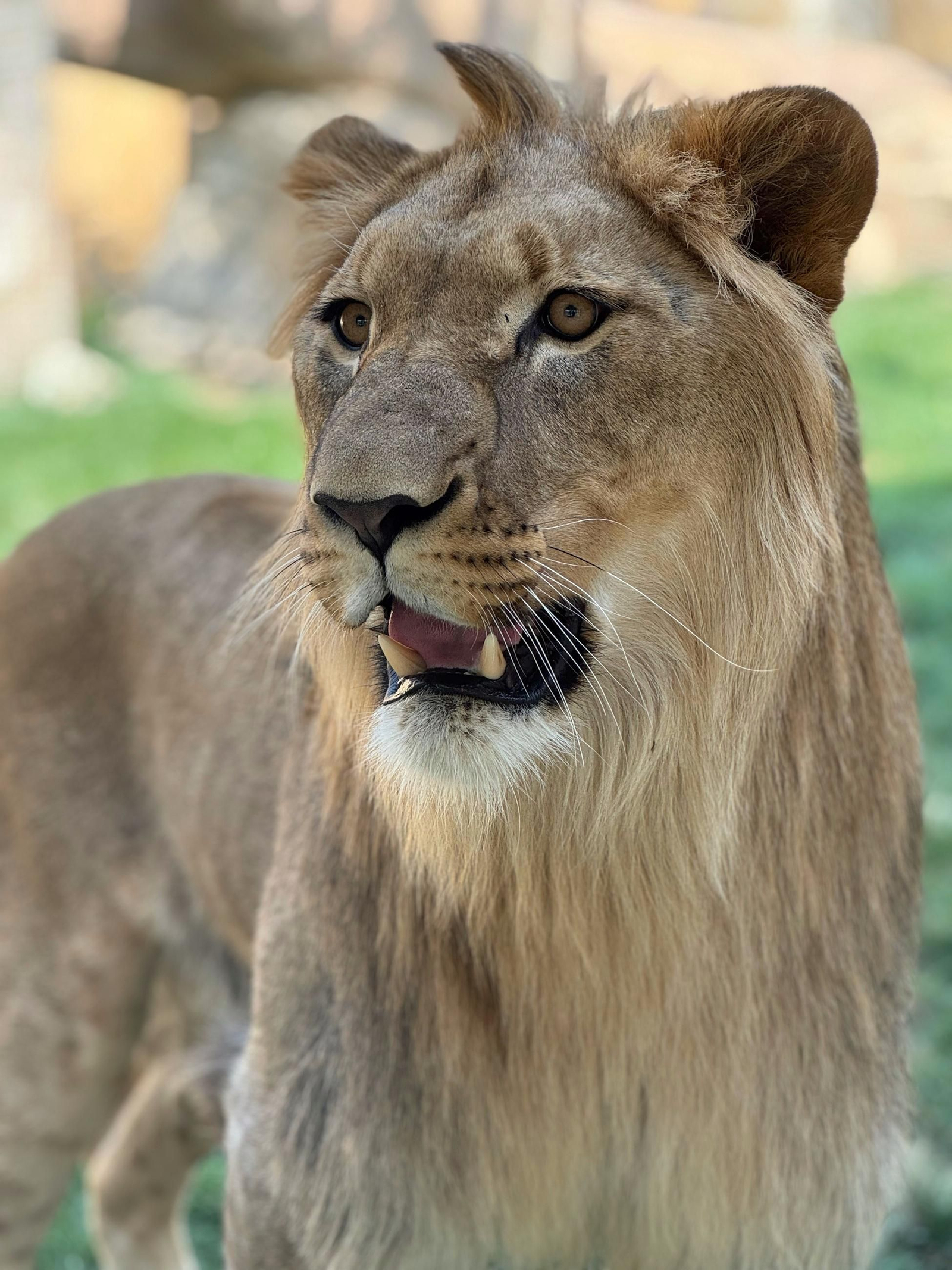Así es Amaru, el león que ha sobrevido a una grave operación en Tabernas