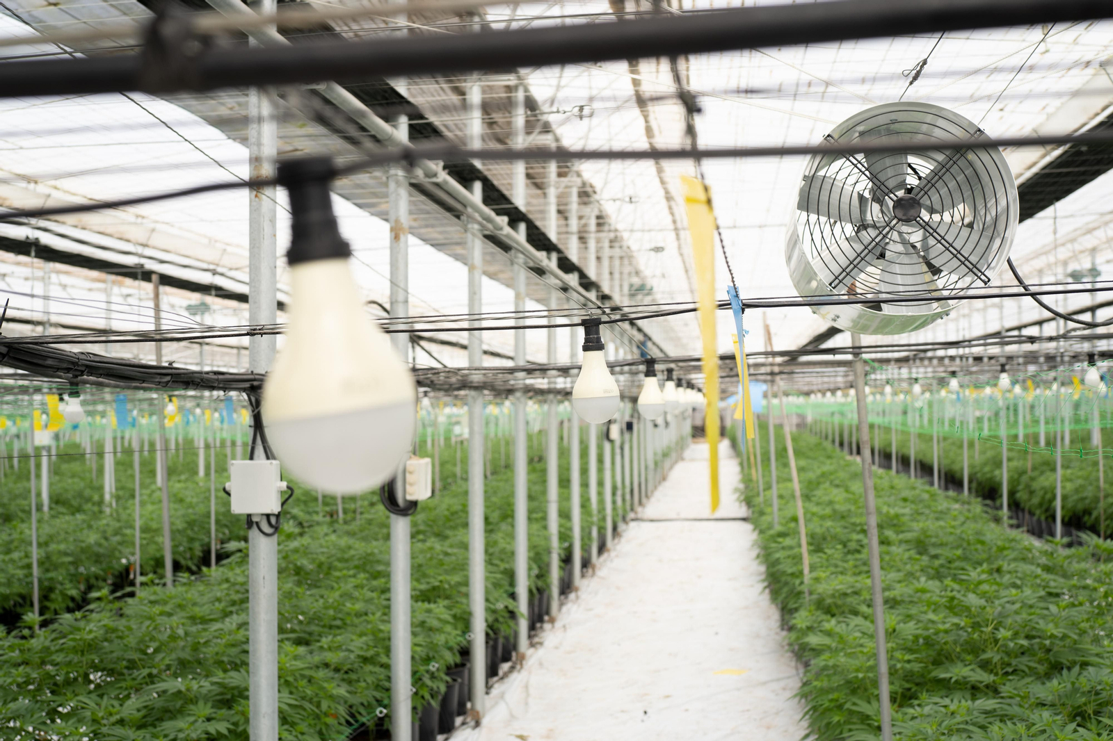 Viaje al interior de los invernaderos de última generación para el cultivo del cáñamo