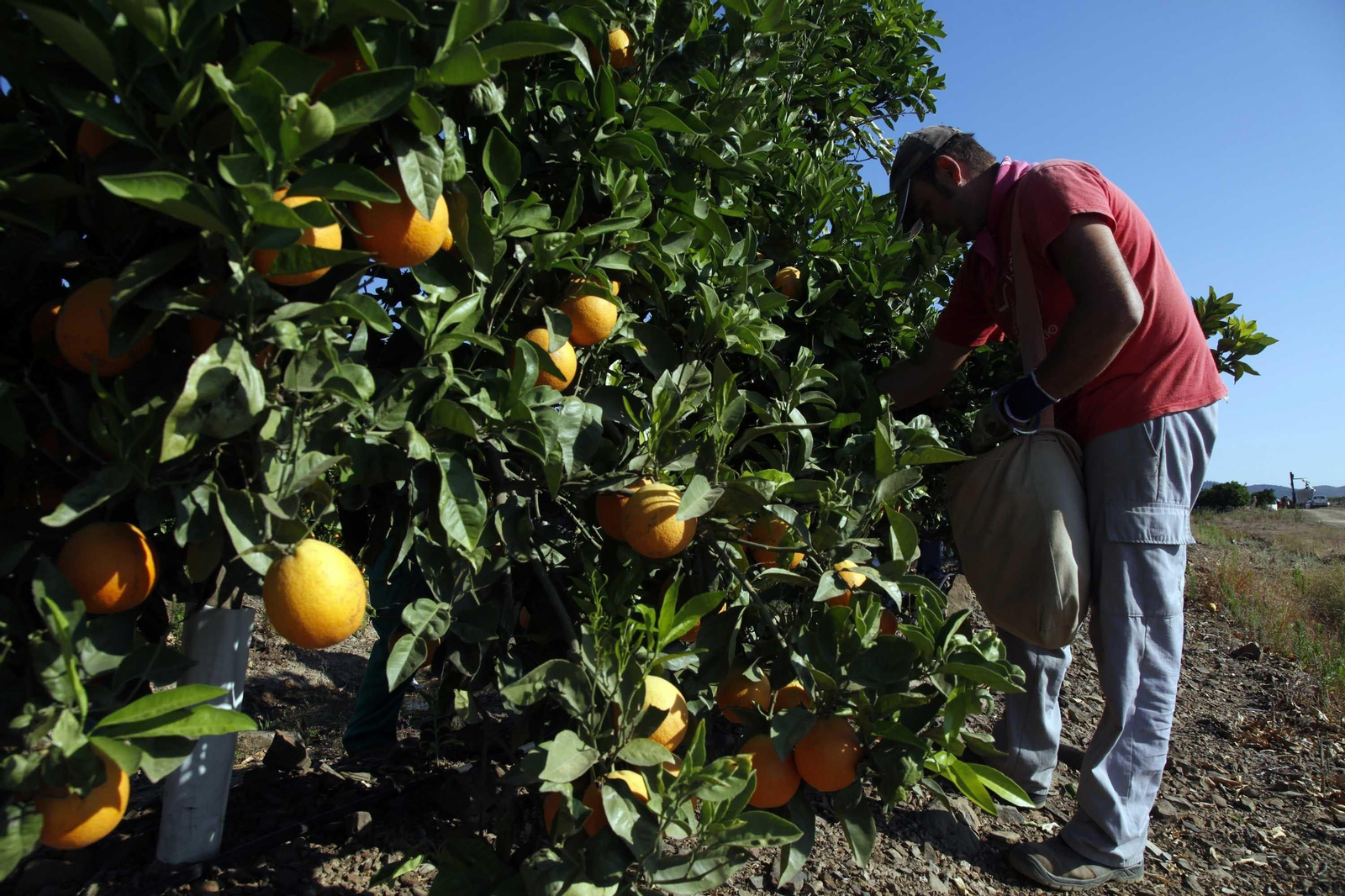 Un trabajador agrícola recolecta naranja en una finca de la provincia onubense.