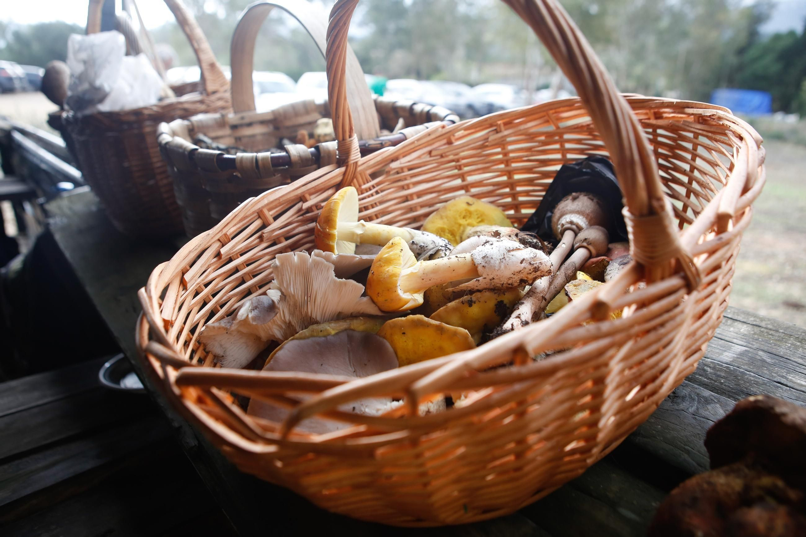 Las fotos de las XII Jornadas Micológicas del Estrecho en Los Barrios