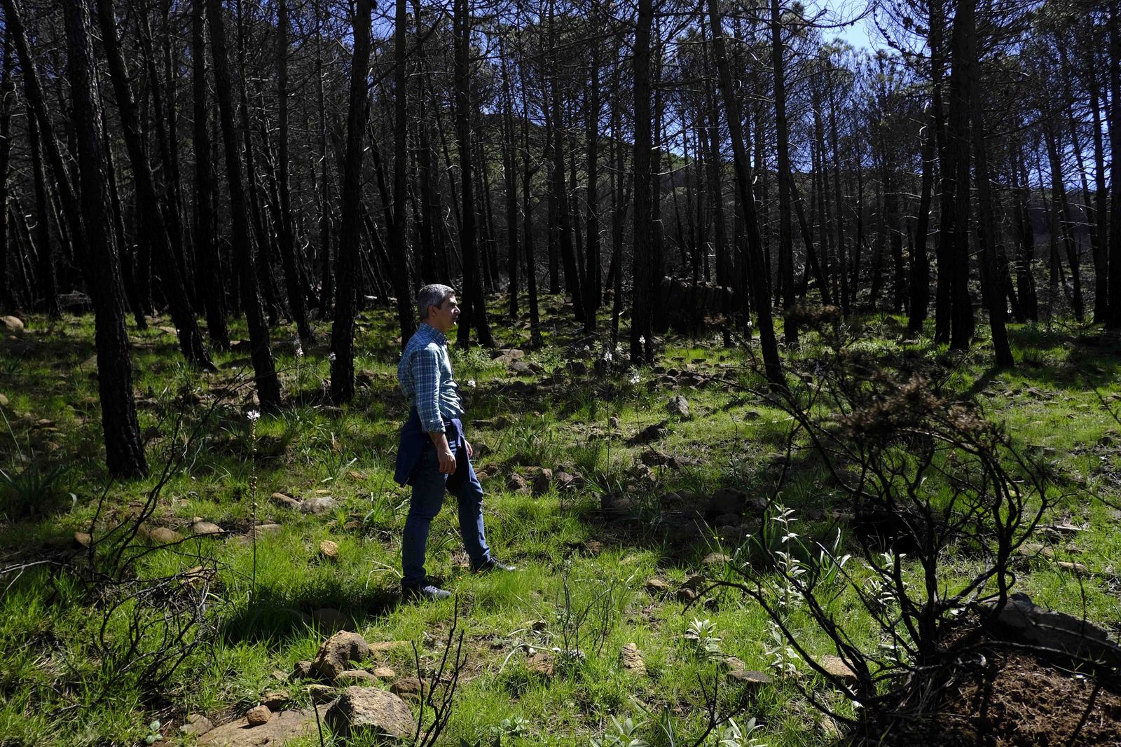 Así se recupera Sierra Bermeja tras el incendio (fotos)