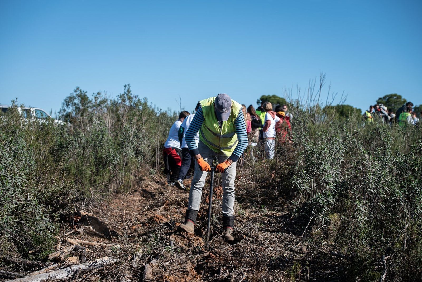 Plantación de árboles en la  zona afectada por el  incendio de Las  Peñuelas