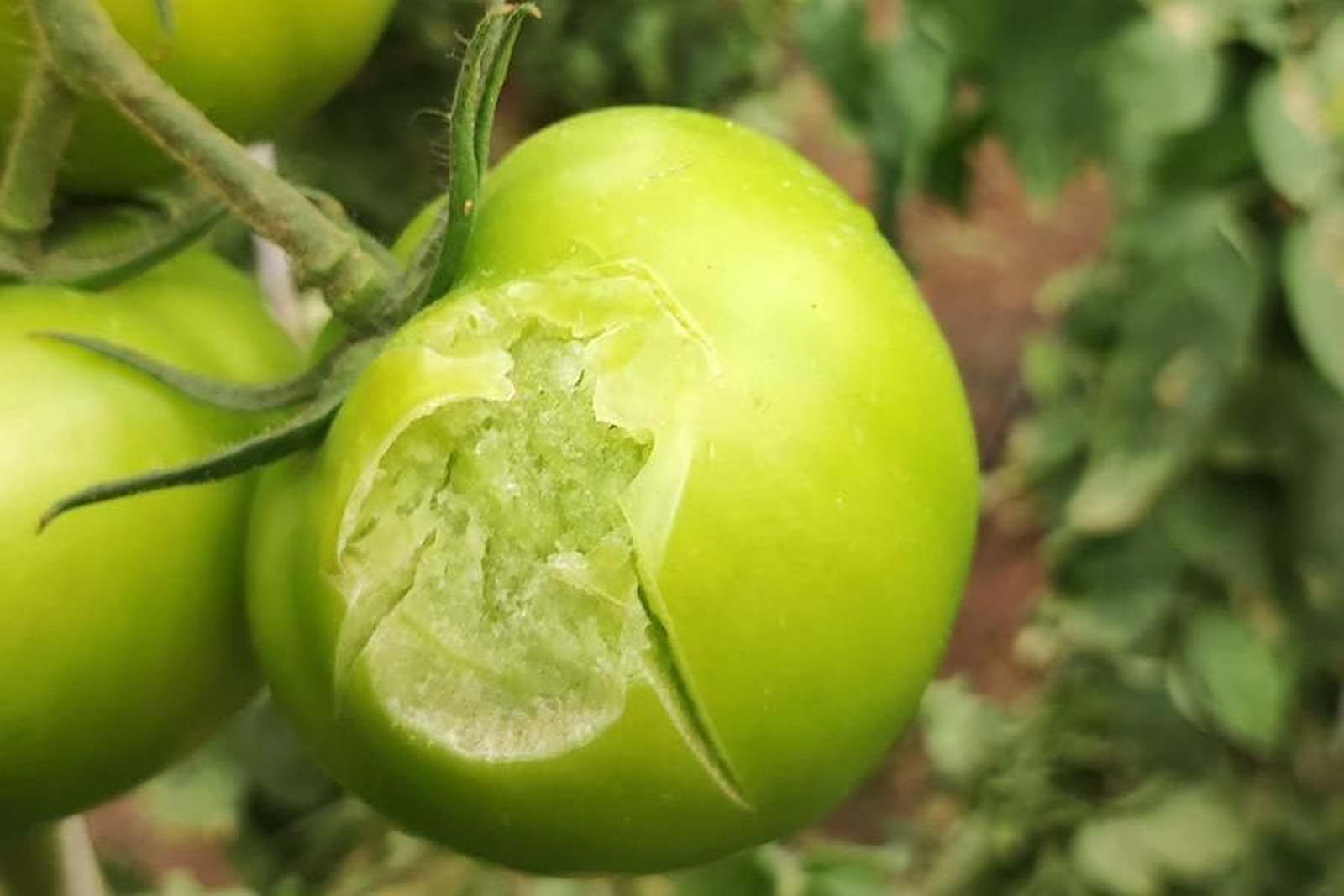 Daños en tomates.