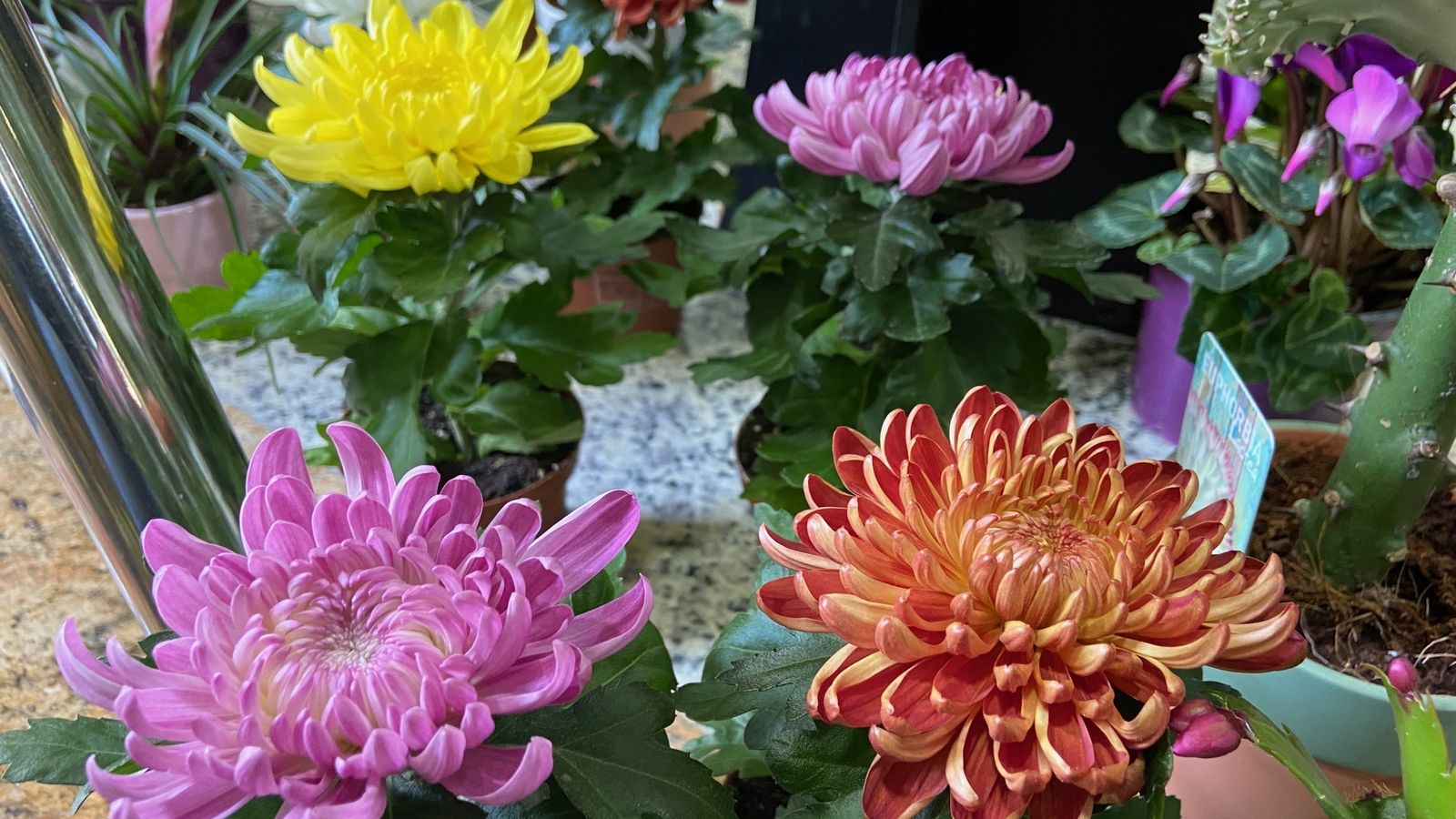 Crisantemos de Suministros Tripiana.