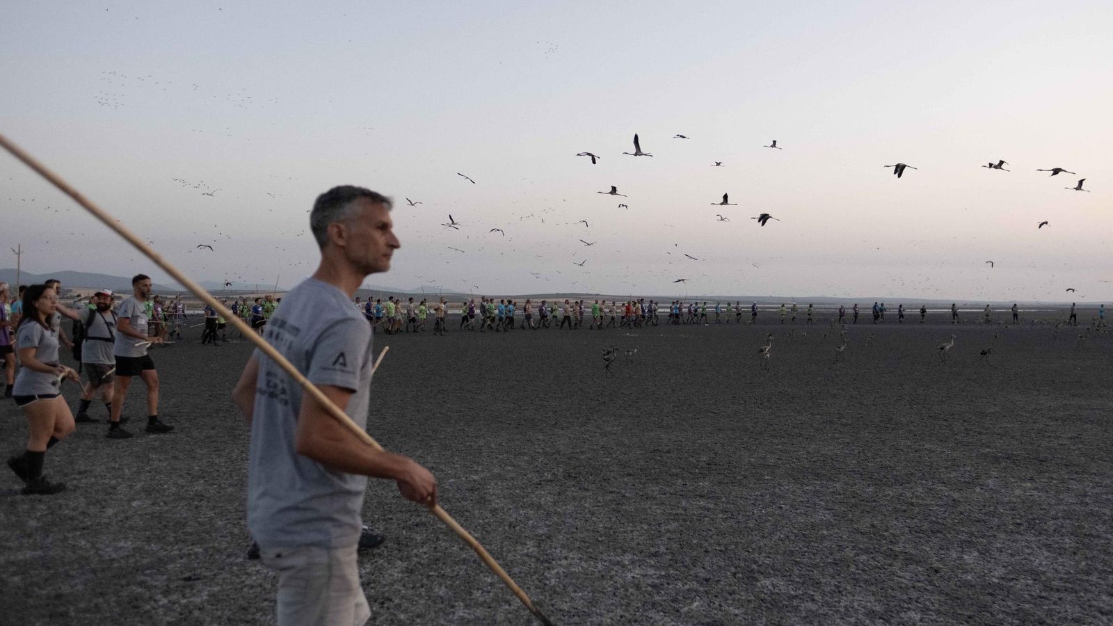 Las cañas son utilizadas para llevar a los pollos más jóvenes hacia el corral.