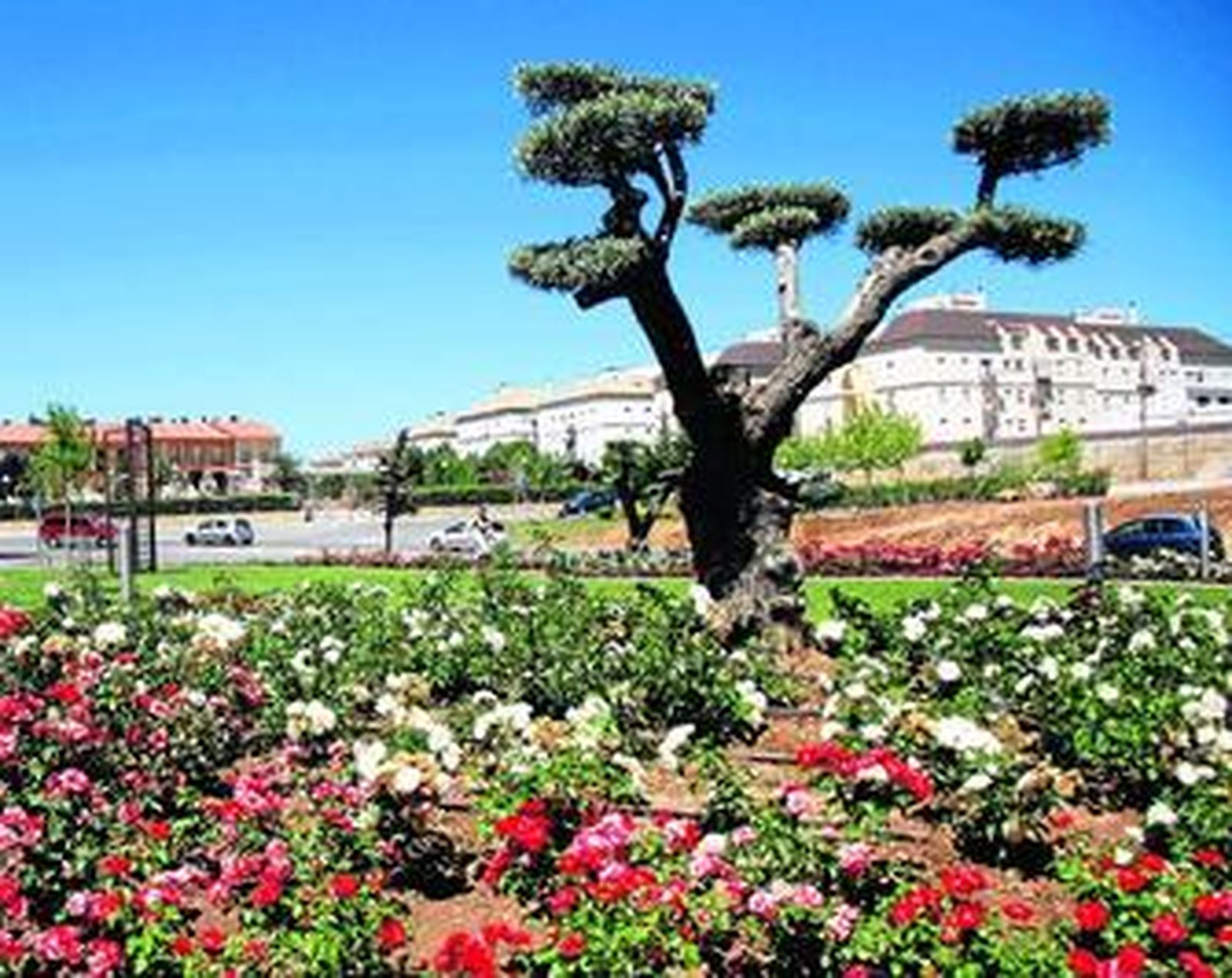 El parque cuenta con cuatro olivos convertidos en bonsáis gigantes.