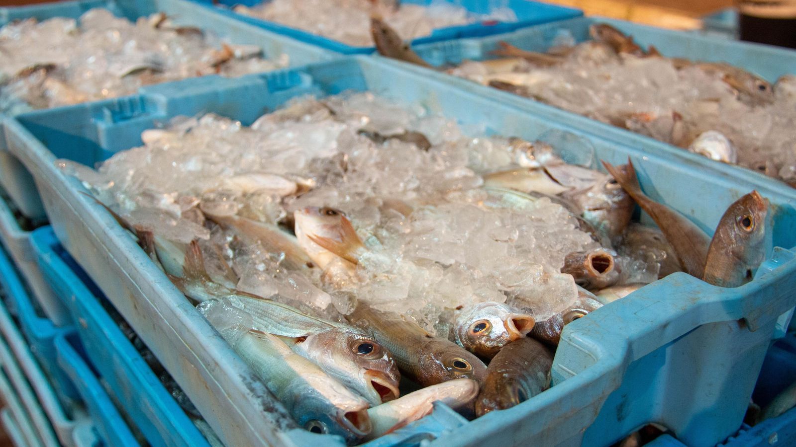 Pescado de la Lonja de Motril