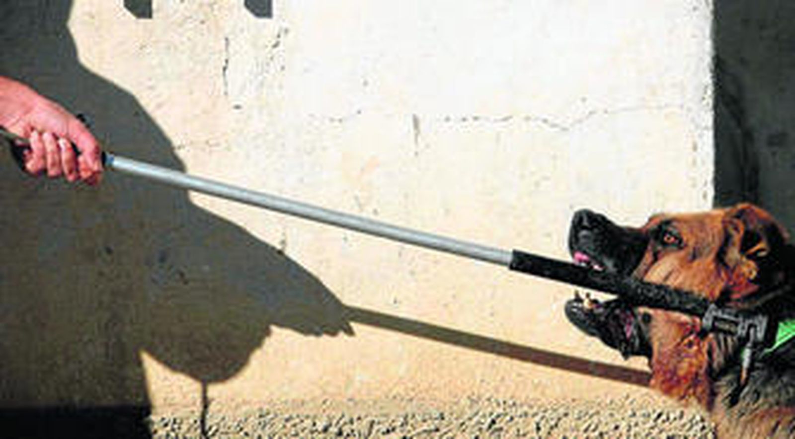 Imagen de archivo de un agente capturando a un perro potencialmente peligroso.