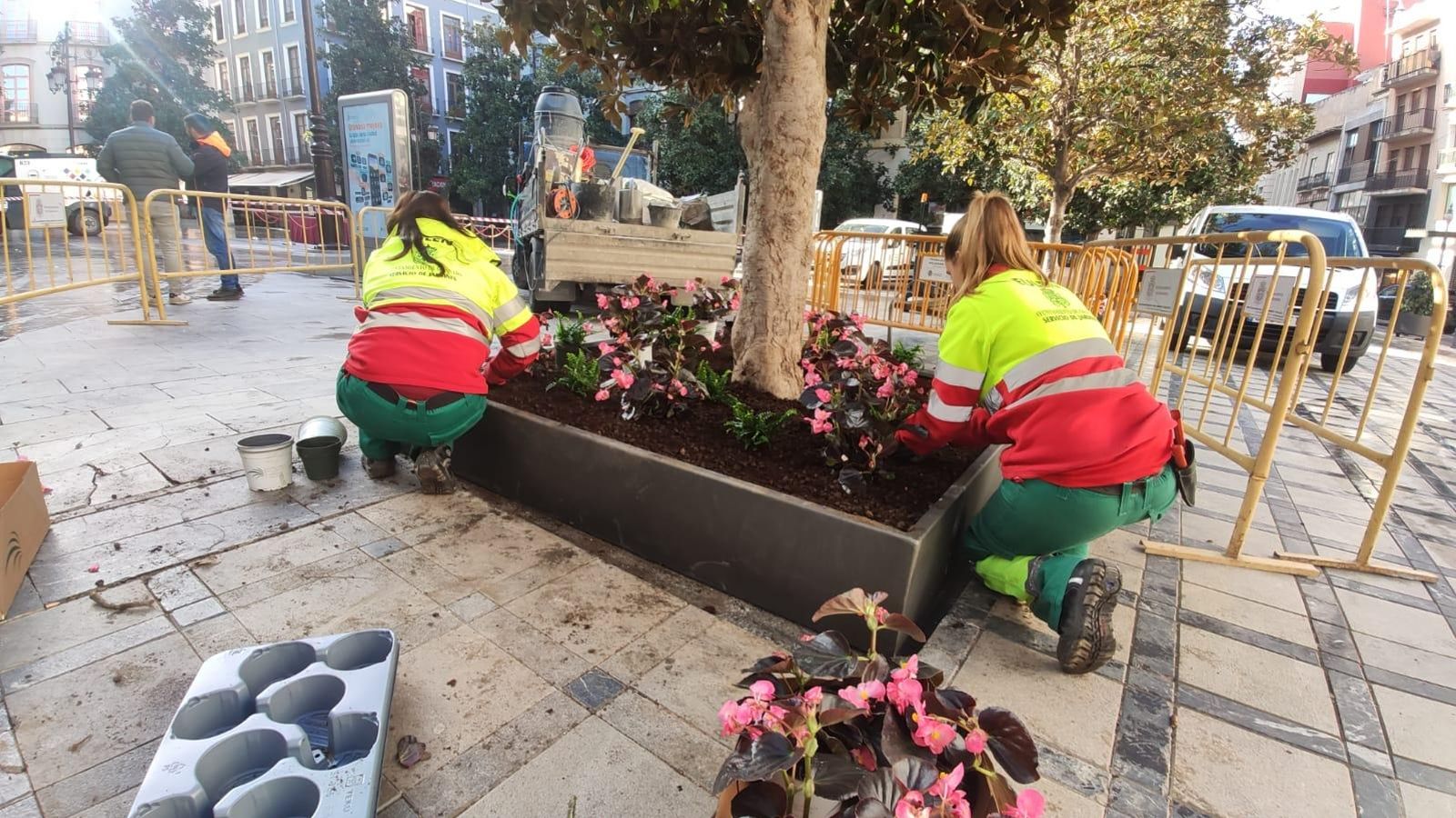 Plantando las flores en las nuevas jardineras.