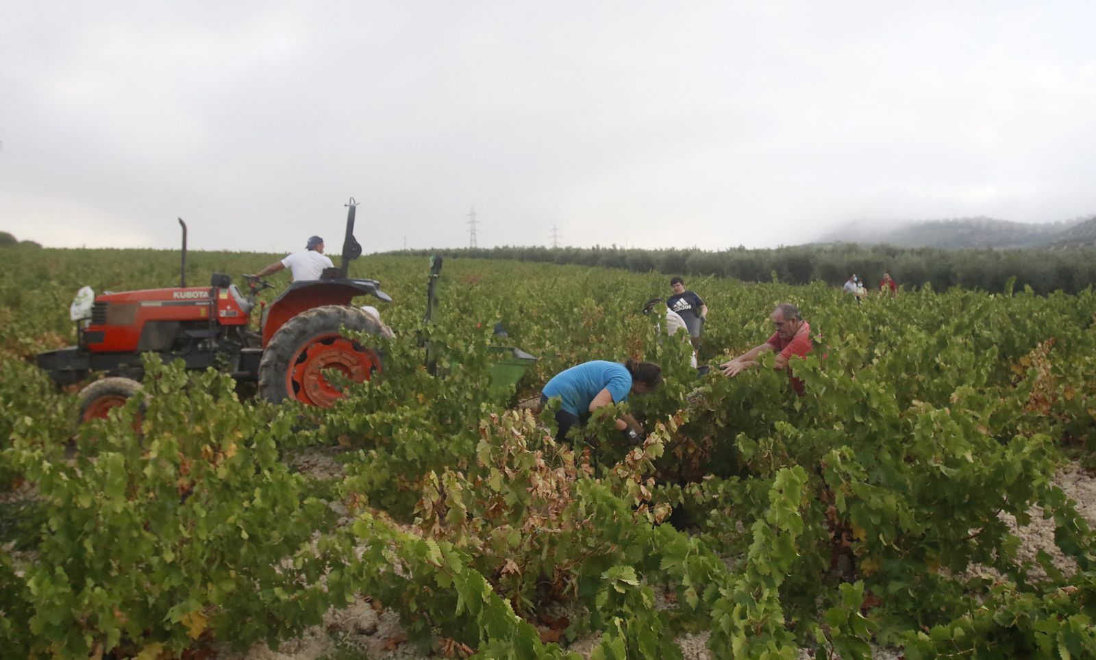 Vendimiadores en Montilla.