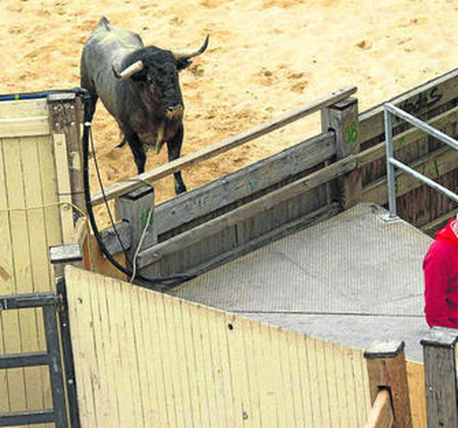 'Curioso', el toro que volvió por su cuenta a los corrales de Santo Domingo.