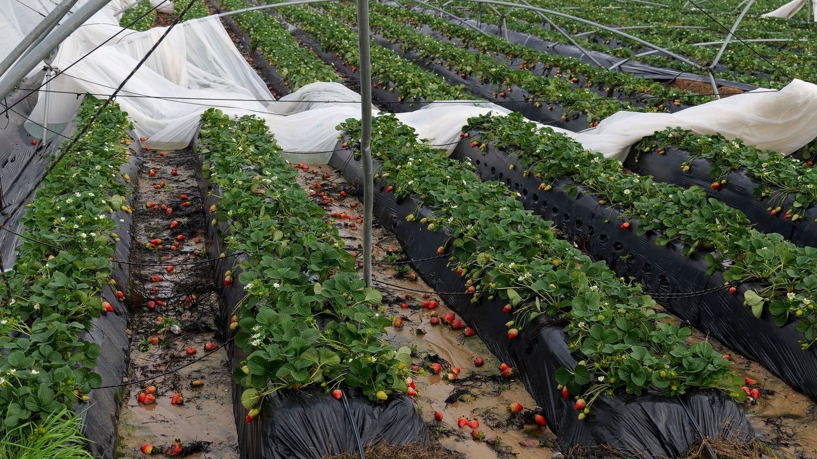 Invernadero de frutos rojos en Huelva