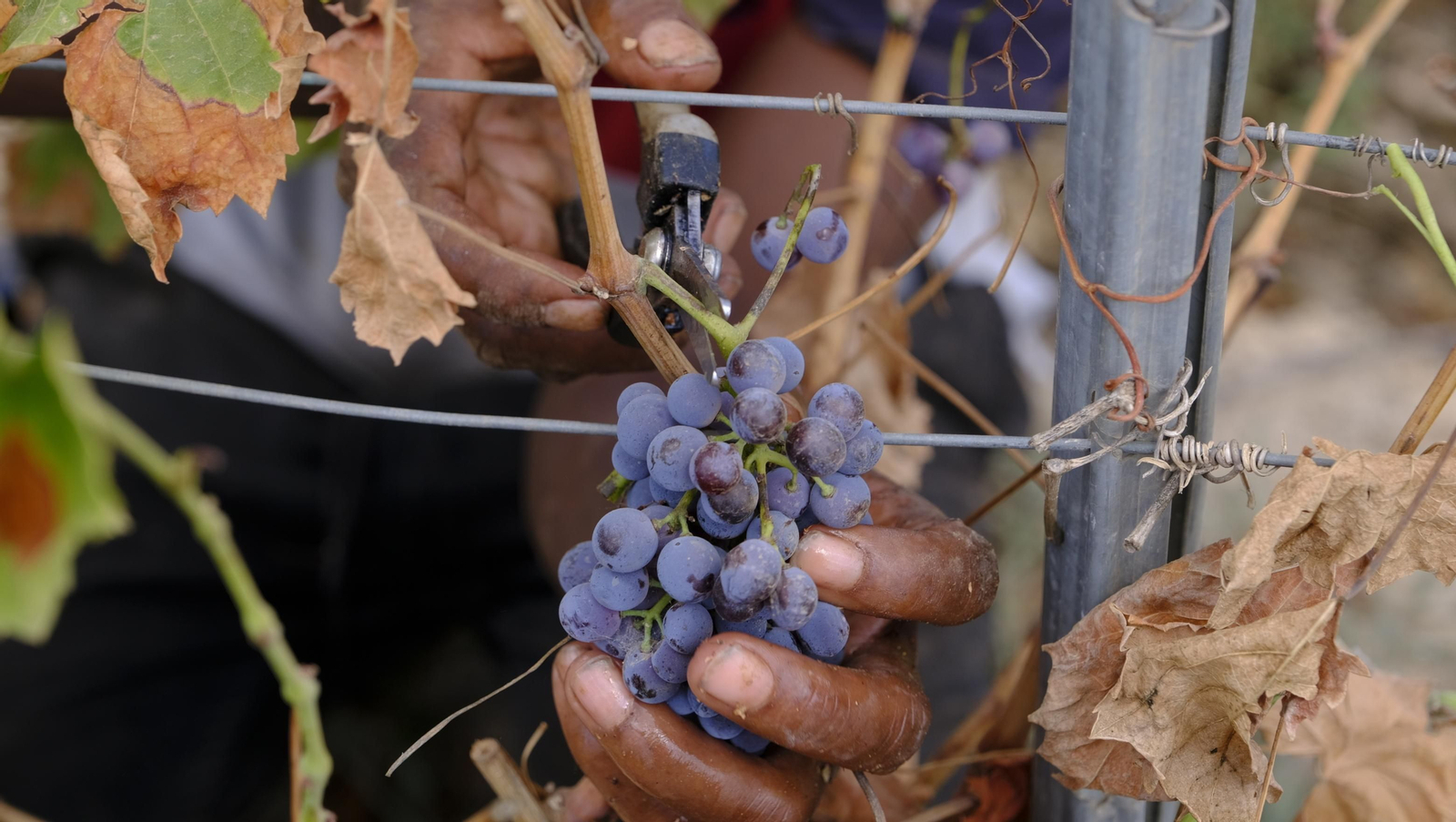 Llega la vendimia a las Bodegas Perfer, en Uleila del Campo