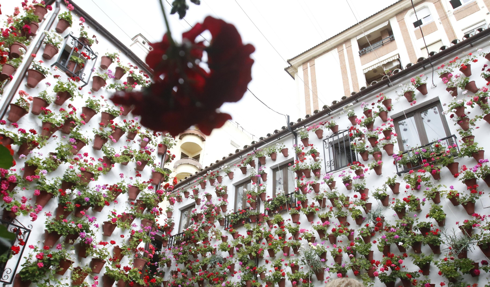 Los Patios de Córdoba reciben sus primeros visitantes, en imágenes