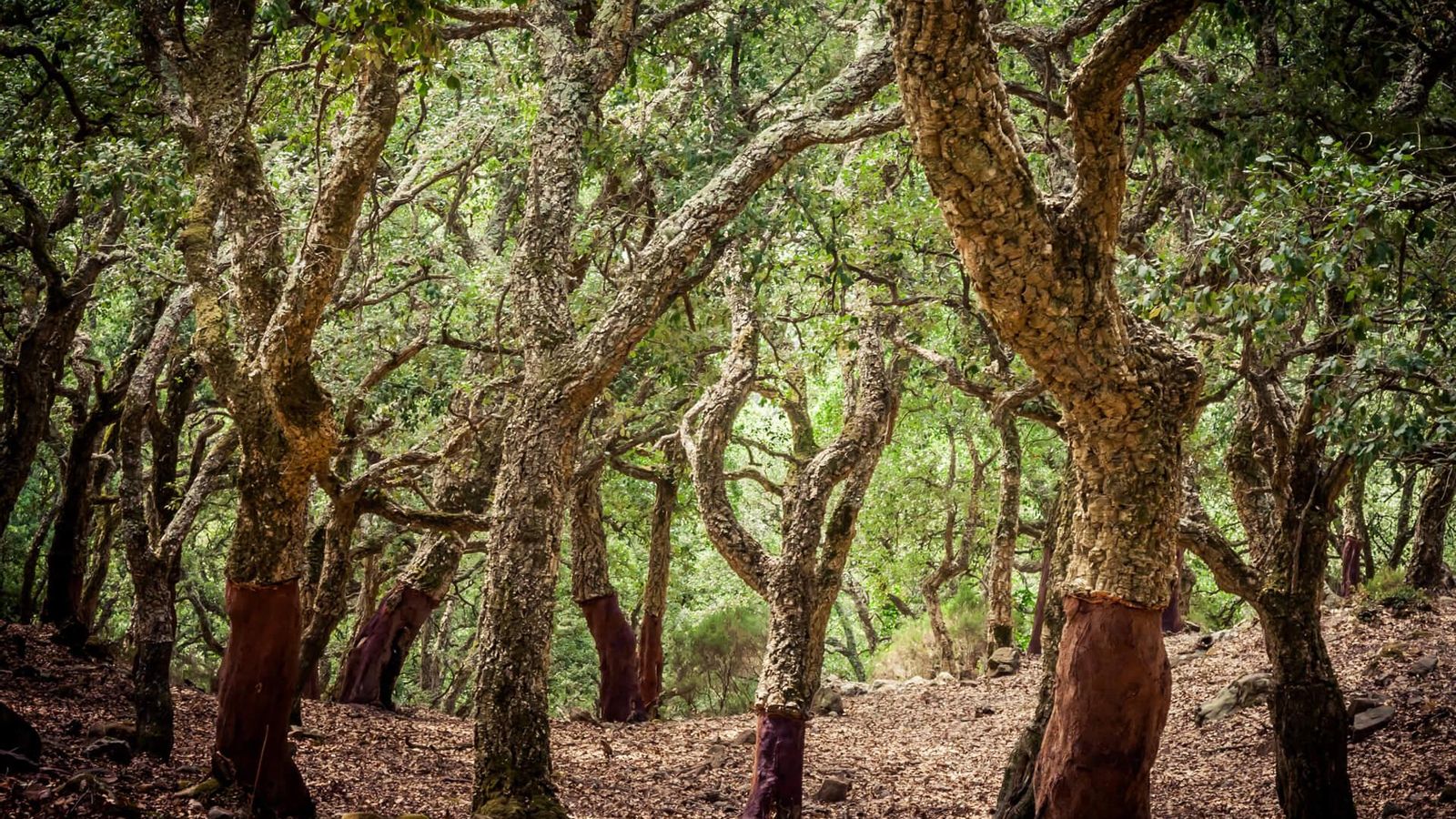 Parque Natural de los Alcornocales.