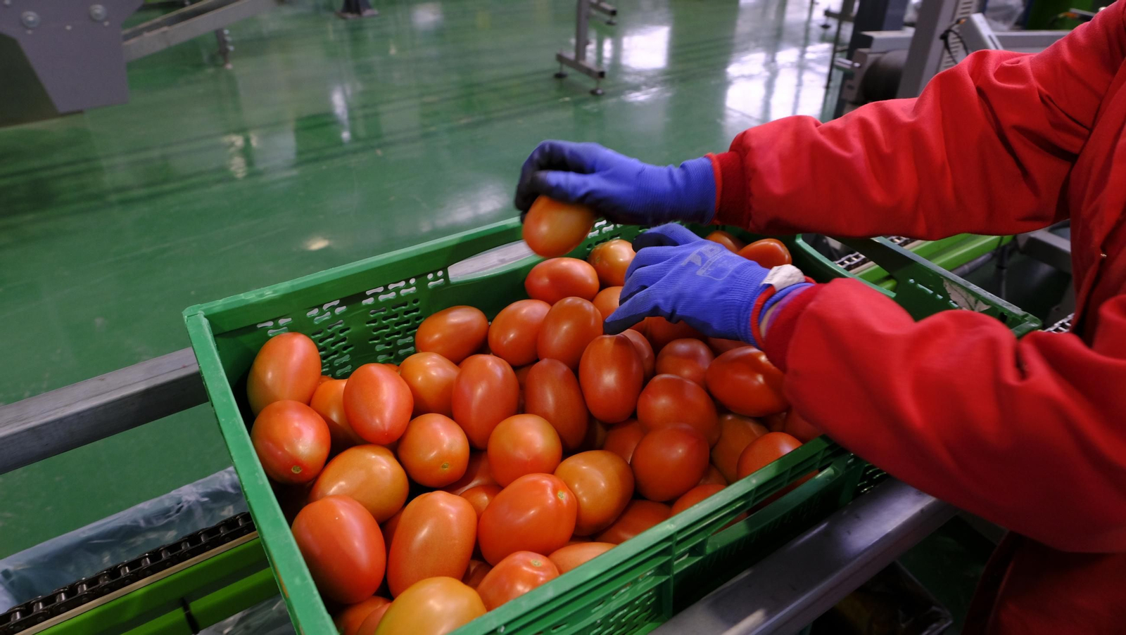 Tomates del campo almeriense para los lineales de los supermercados, en imágenes