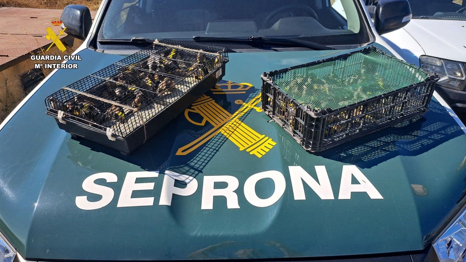 Ejemplares de jilgueros capturados irregularmente y aprehendidos por la Guardia Civil en Jerez de la Frontera.