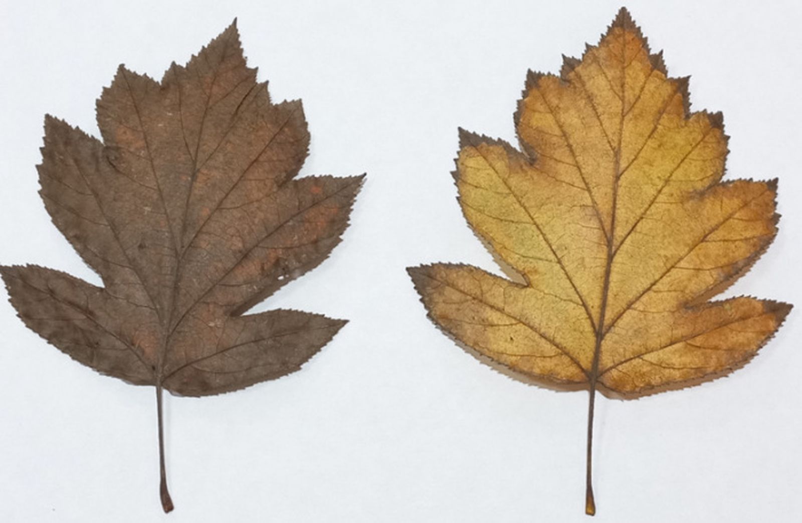 Hojas características de Sorbus torminalis.