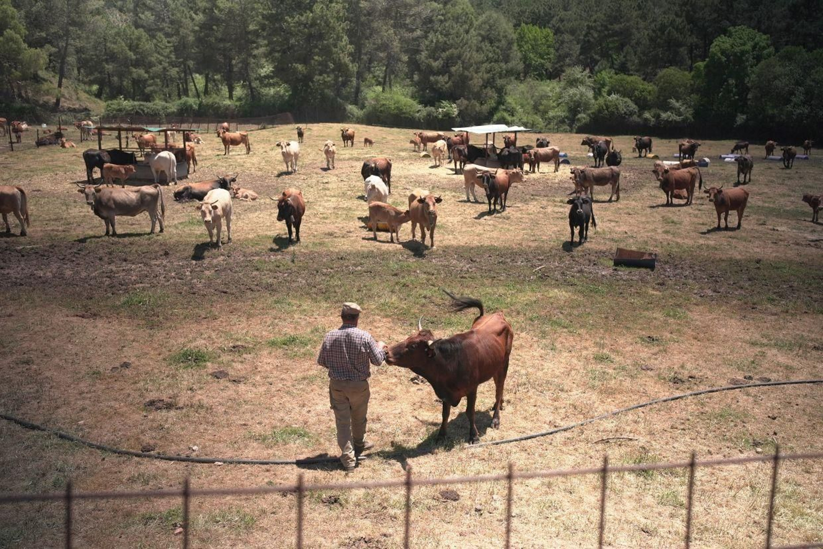 Las reses Pajuna de 'Granjas en Acción', docuserie de DMax Las reses Pajuna de 'Granjas en Acción', docuserie de DMax