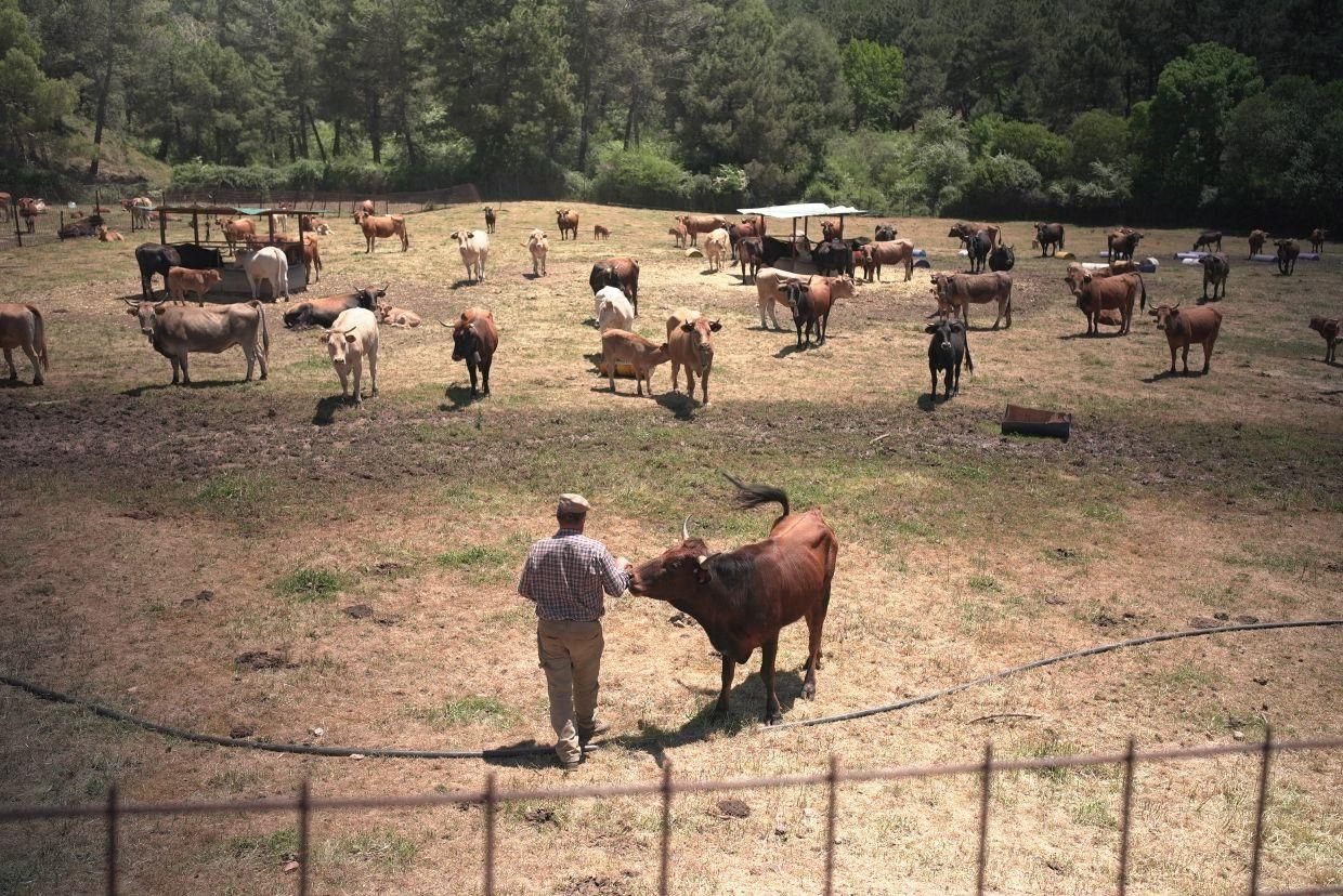 ¿Qué es la raza Pajuna? Las vacas granadinas de 'Granjas en acción'