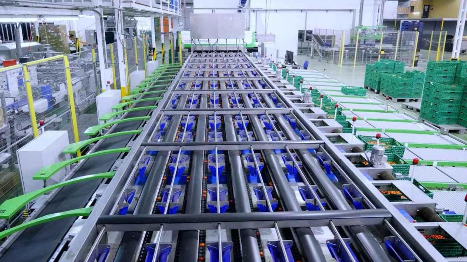 Fábrica de envasado de tomates.