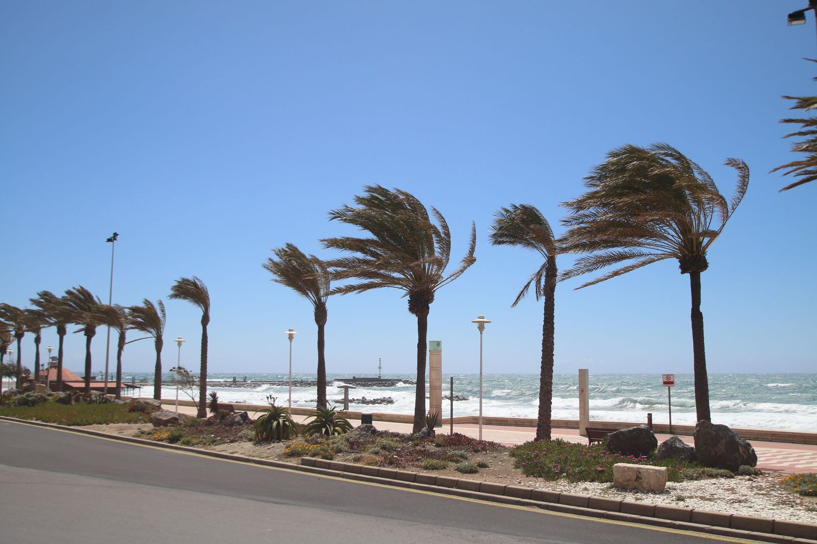 El viento azota las palmeras en Almería capital.