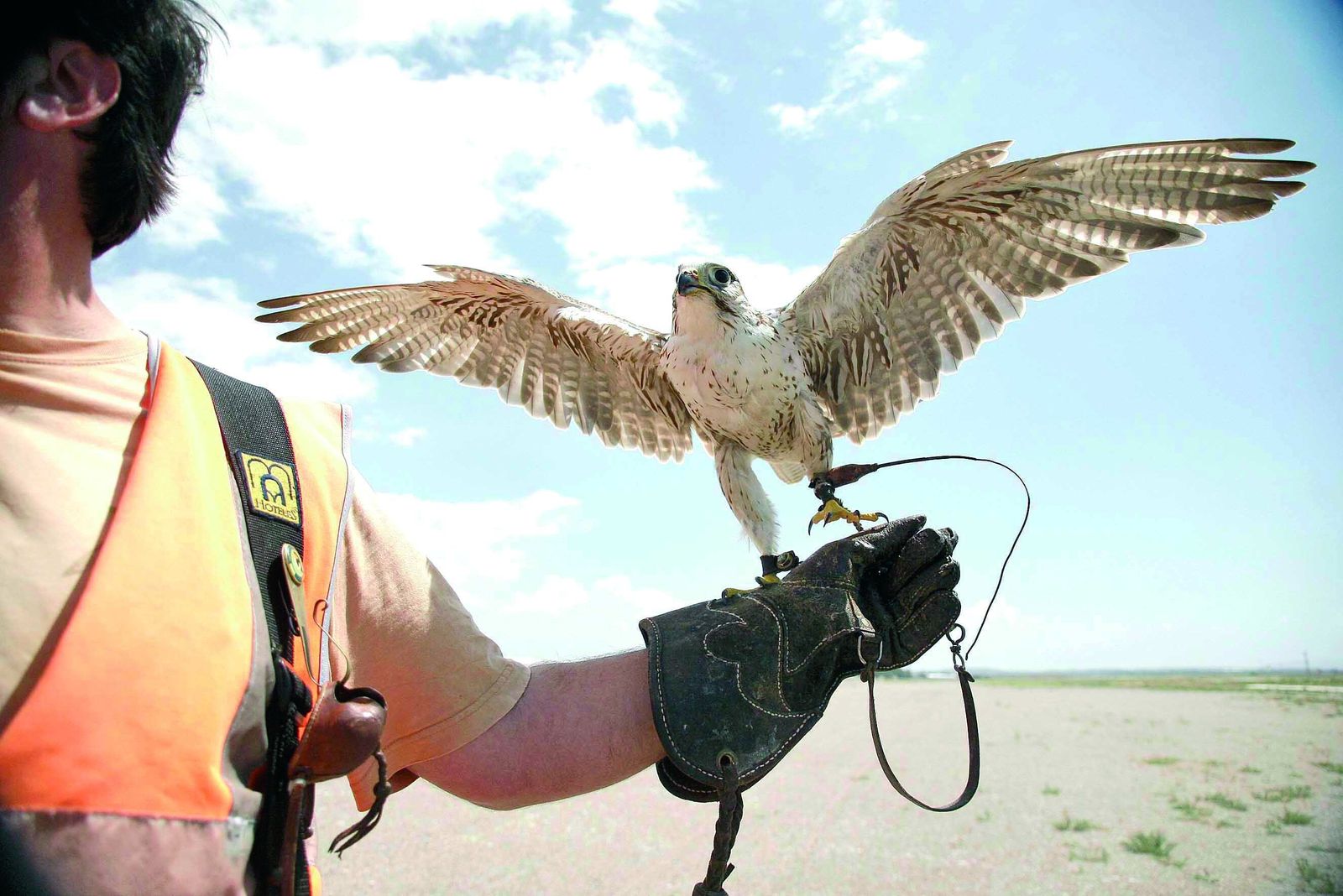 Un cetrero, con un halcón posado en su mano.