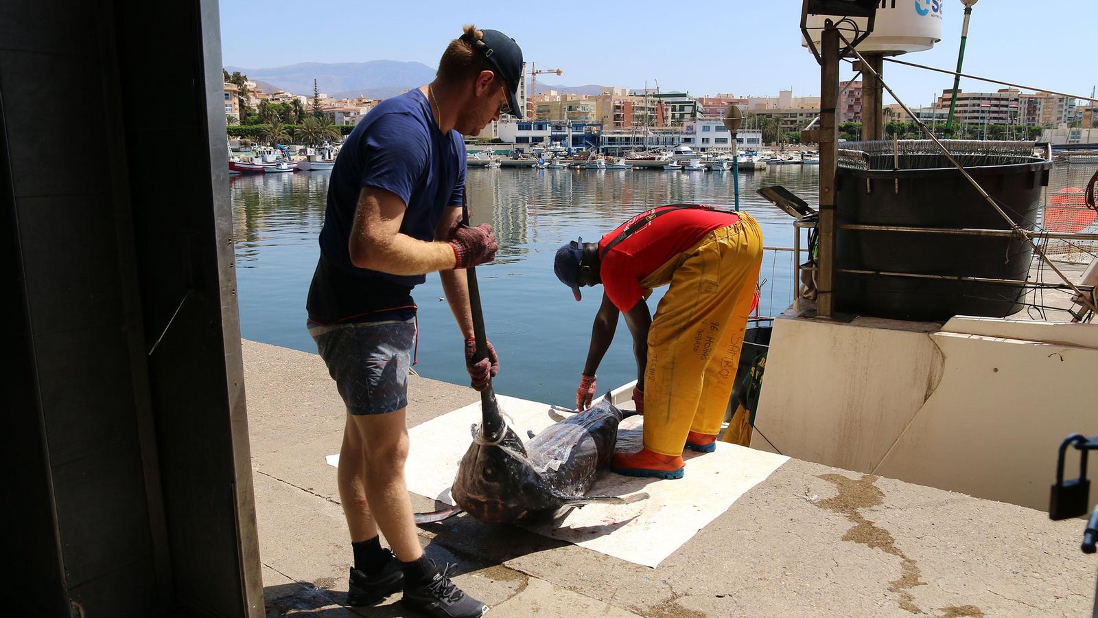 Desembarco de un pez espada en el puerto de Adra.