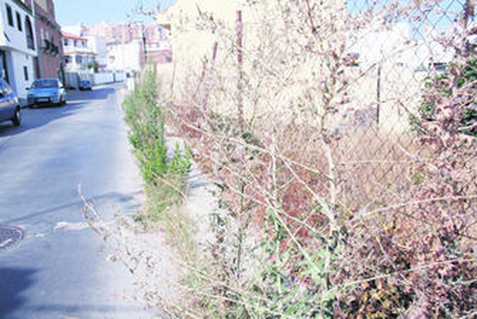 Imagen de una de las calles de la barriada donde la maleza hace intransitable la acera.