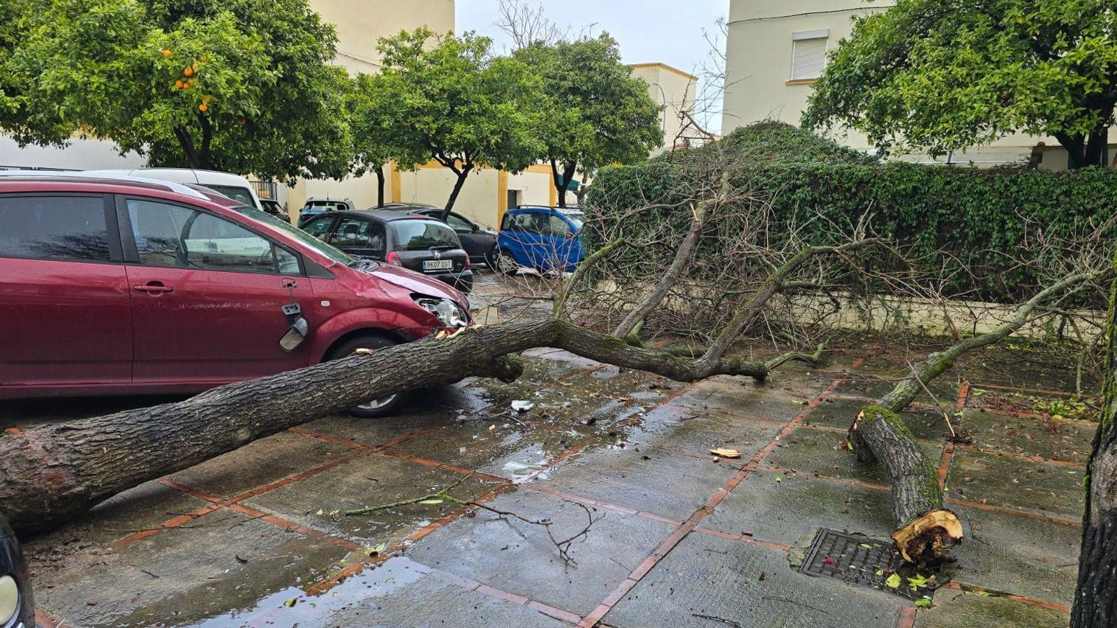 Árbol caído en La Constancia, ayer, en Jerez.