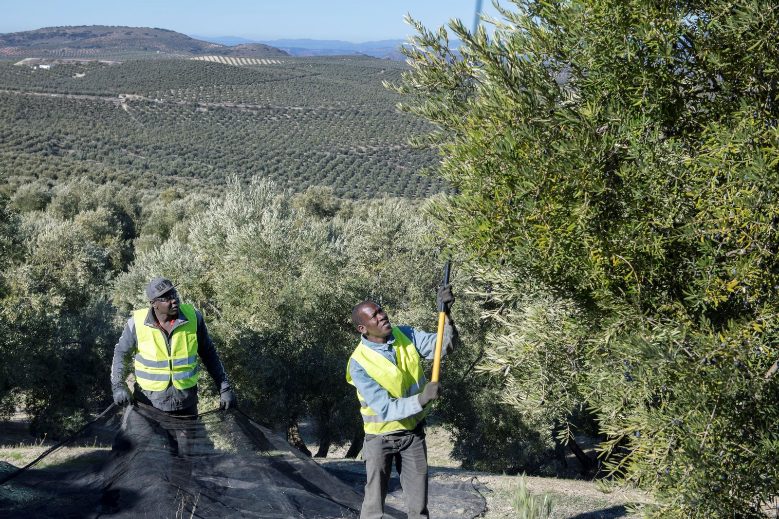 Inmigrantes trabajando en la recogida de la aceituna