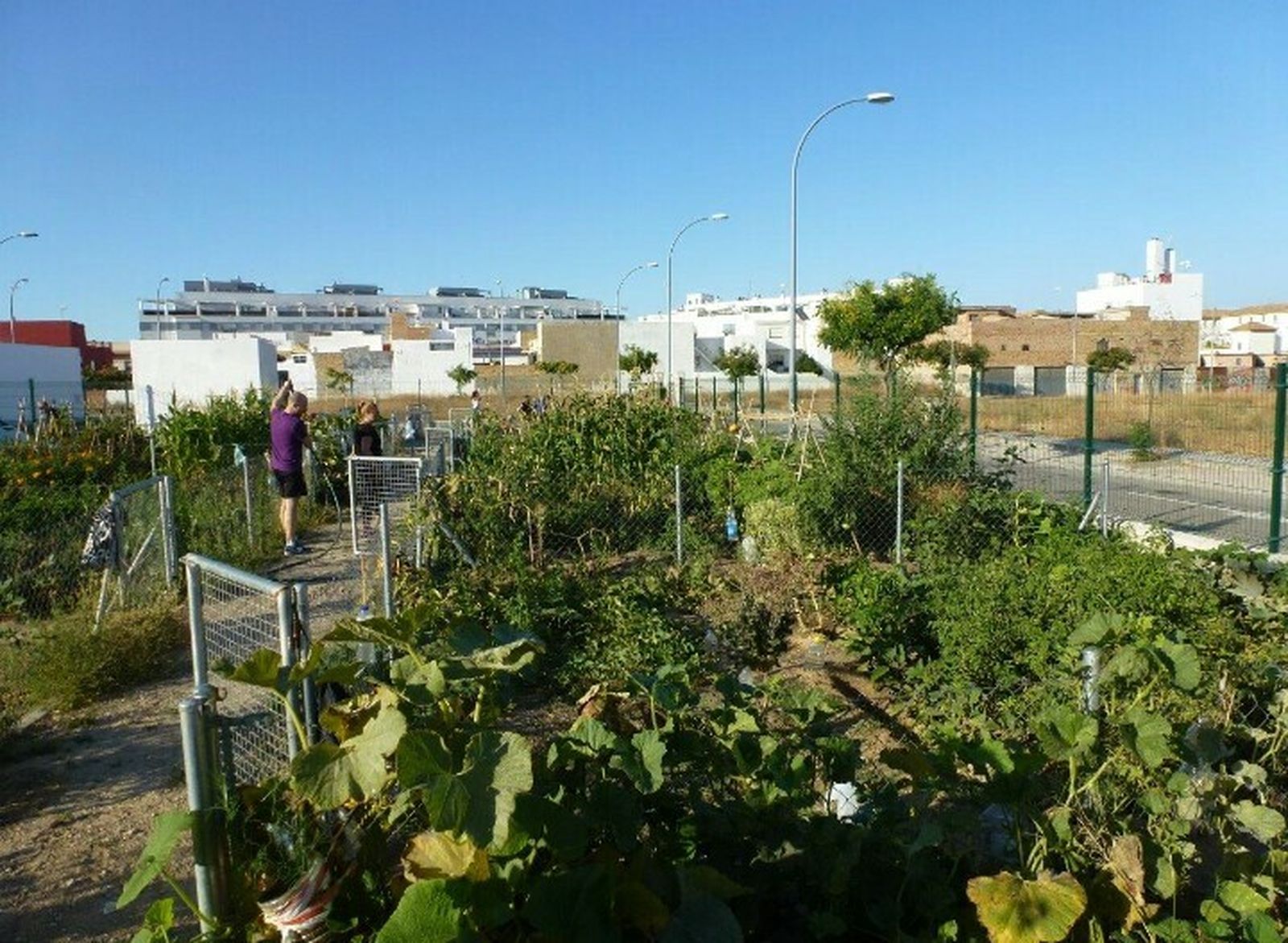 Los huertos urbanos de Caja de Aguas.